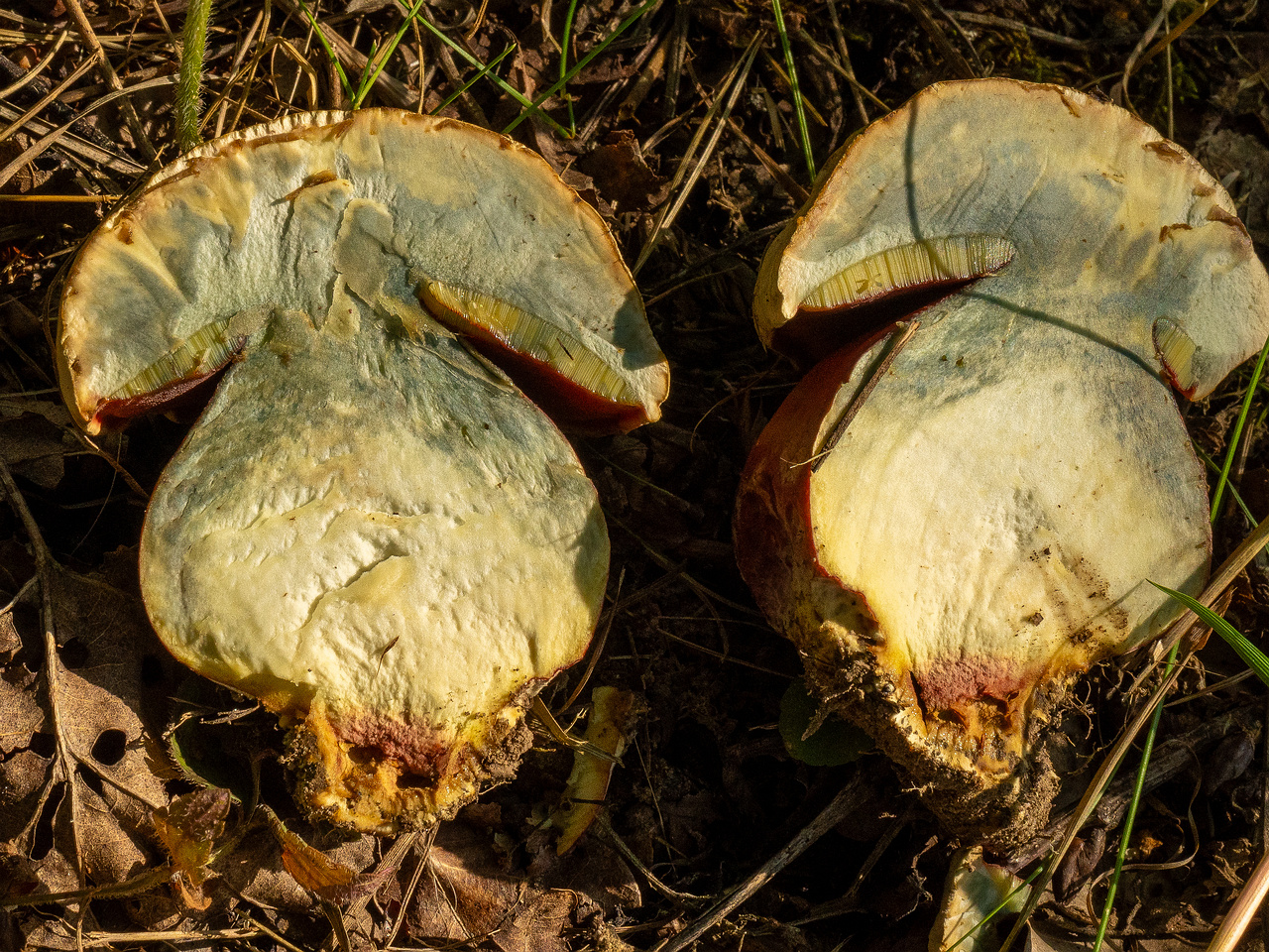 rubroboletus-satanas_1-19