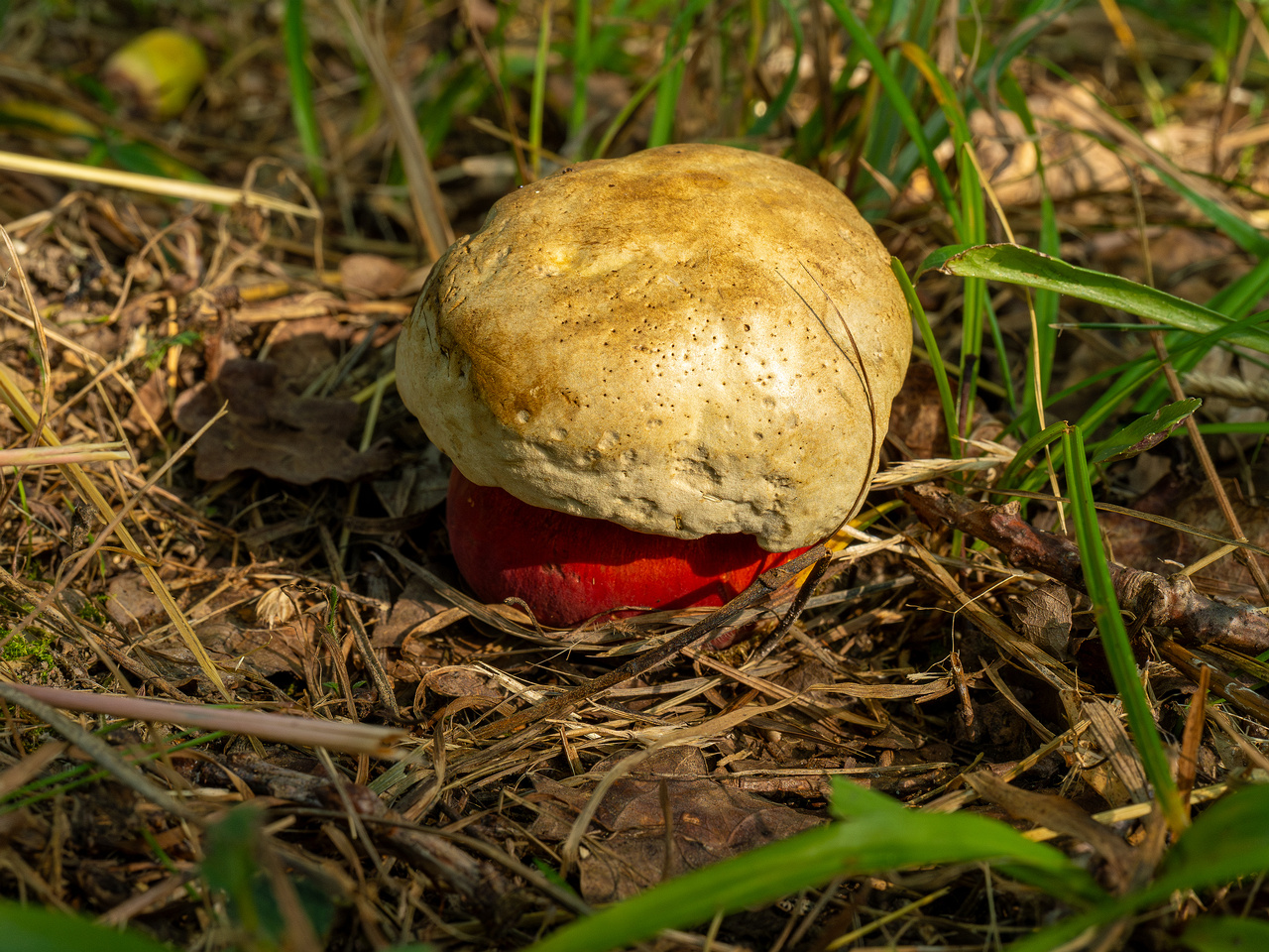 rubroboletus-satanas_1-2