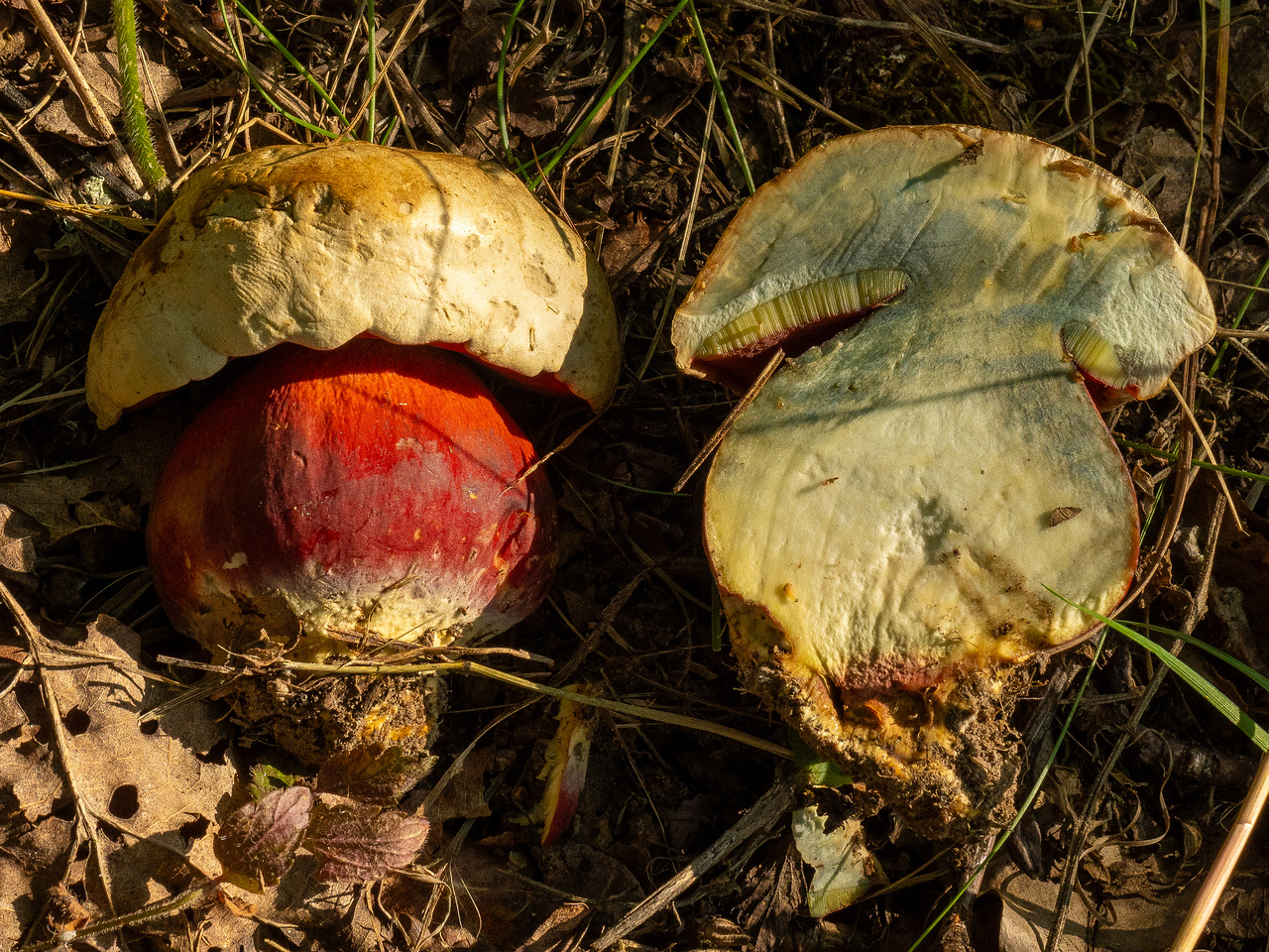 rubroboletus-satanas_1-20