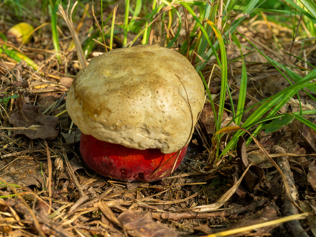 rubroboletus-satanas_1-5