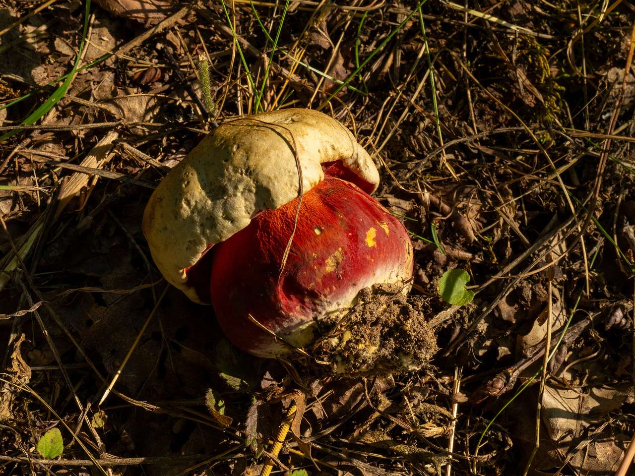 rubroboletus-satanas_1-7