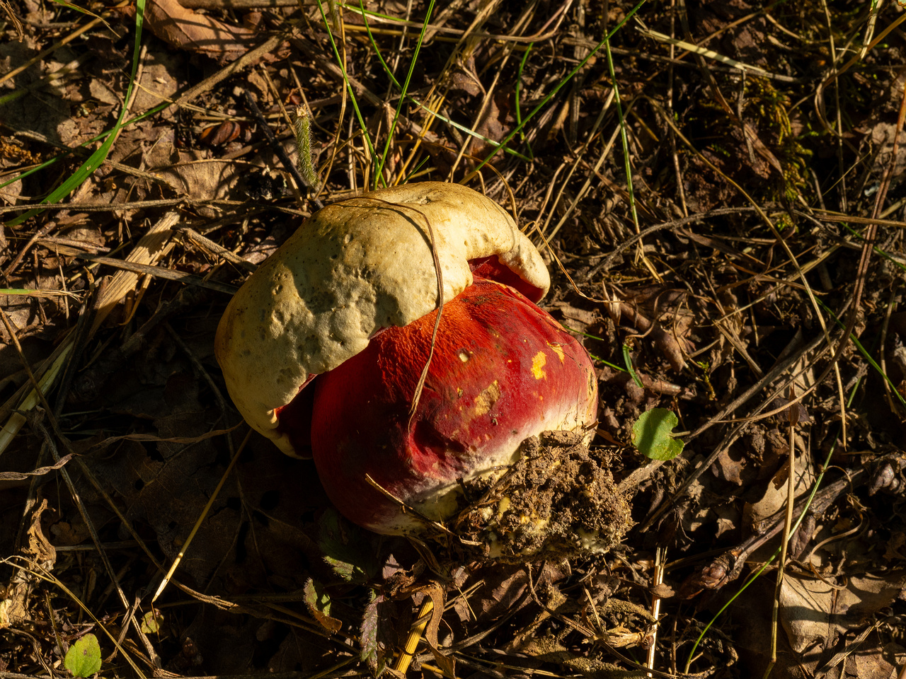 rubroboletus-satanas_1-8