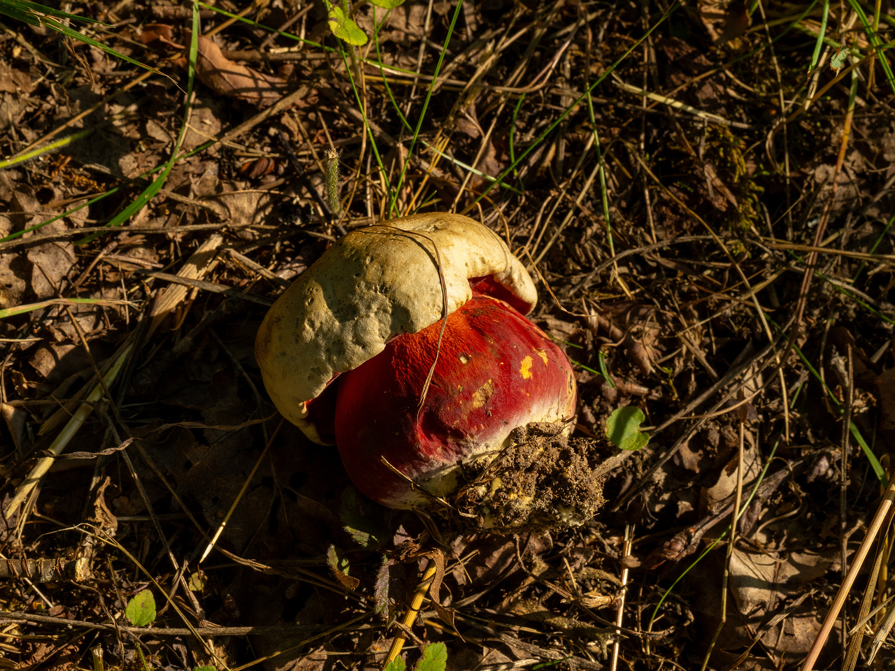 rubroboletus-satanas_1-9