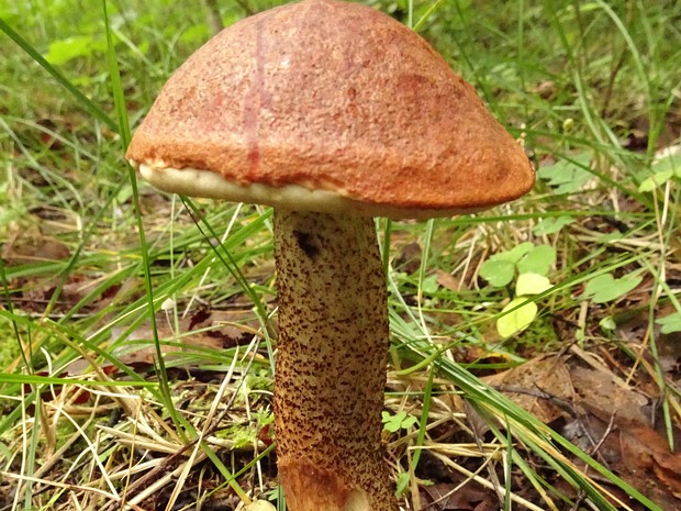 Красноголовик сосновый - Leccinum vulpinum