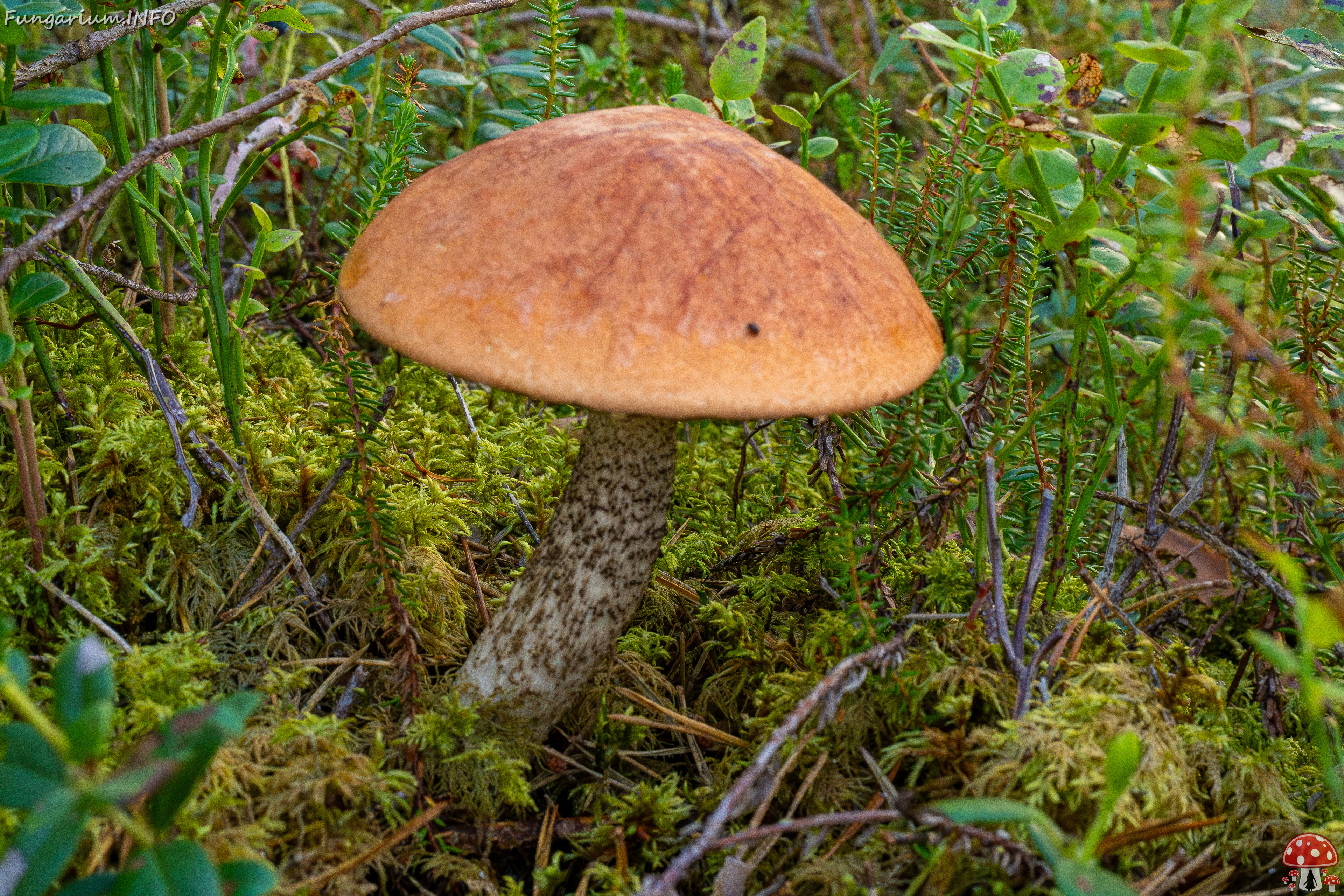 leccinum-vulpinum_1-1 