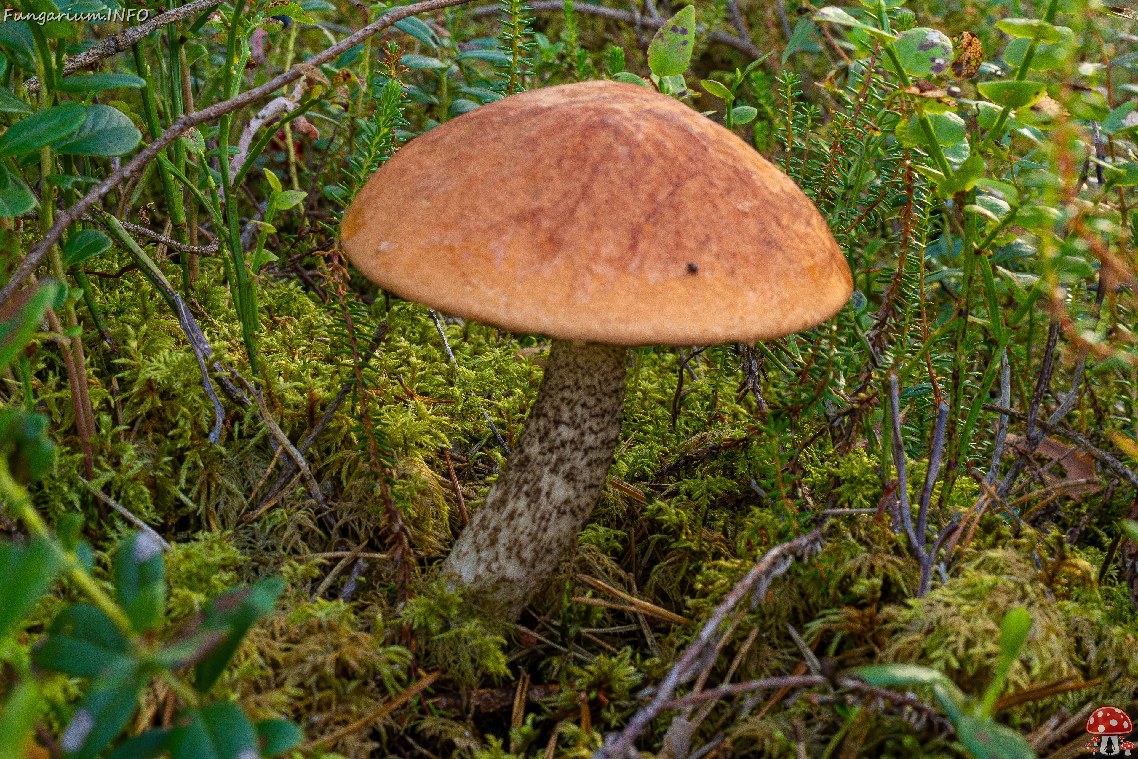 leccinum-vulpinum_1-2 