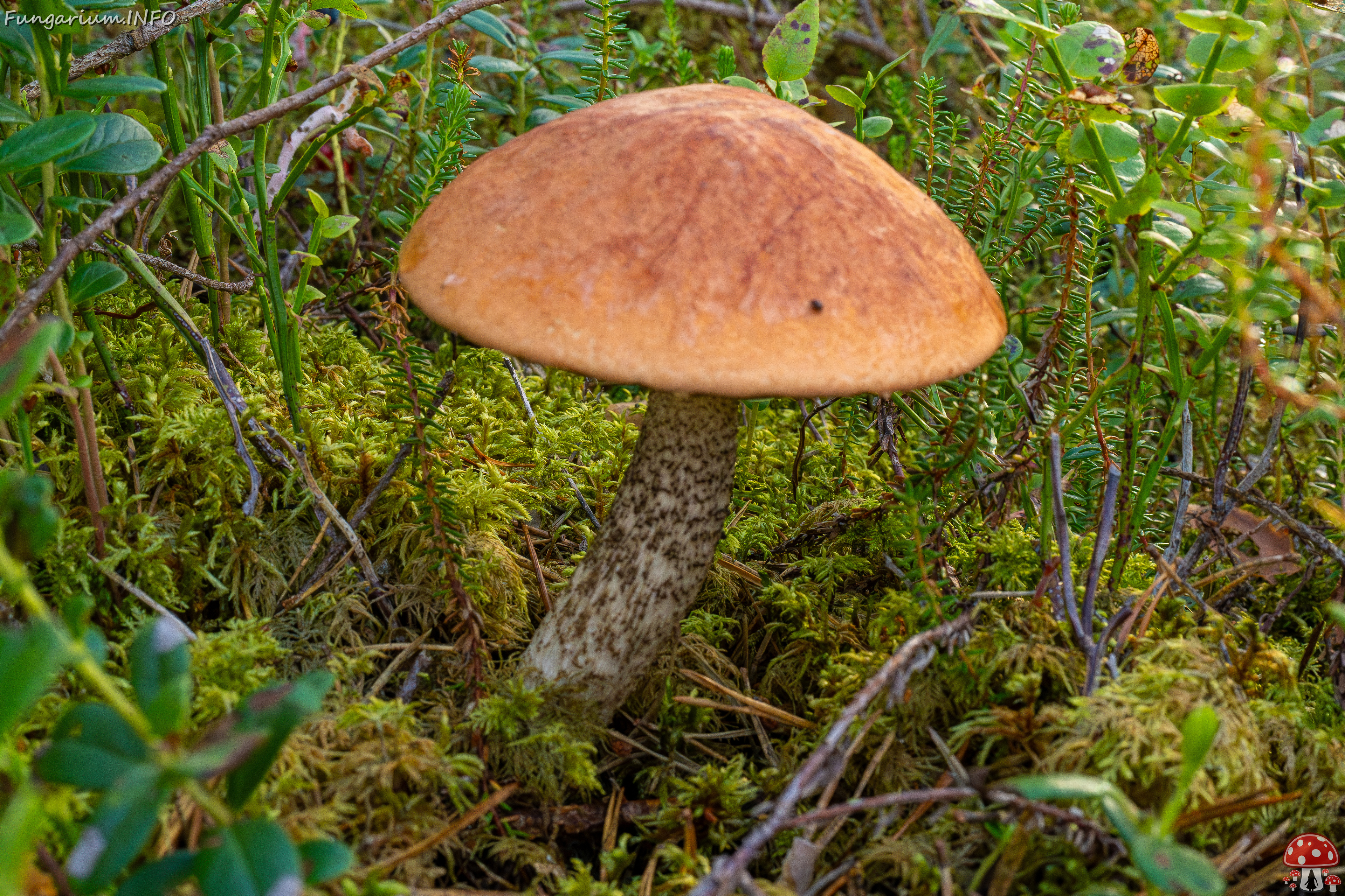 leccinum-vulpinum_1-3 