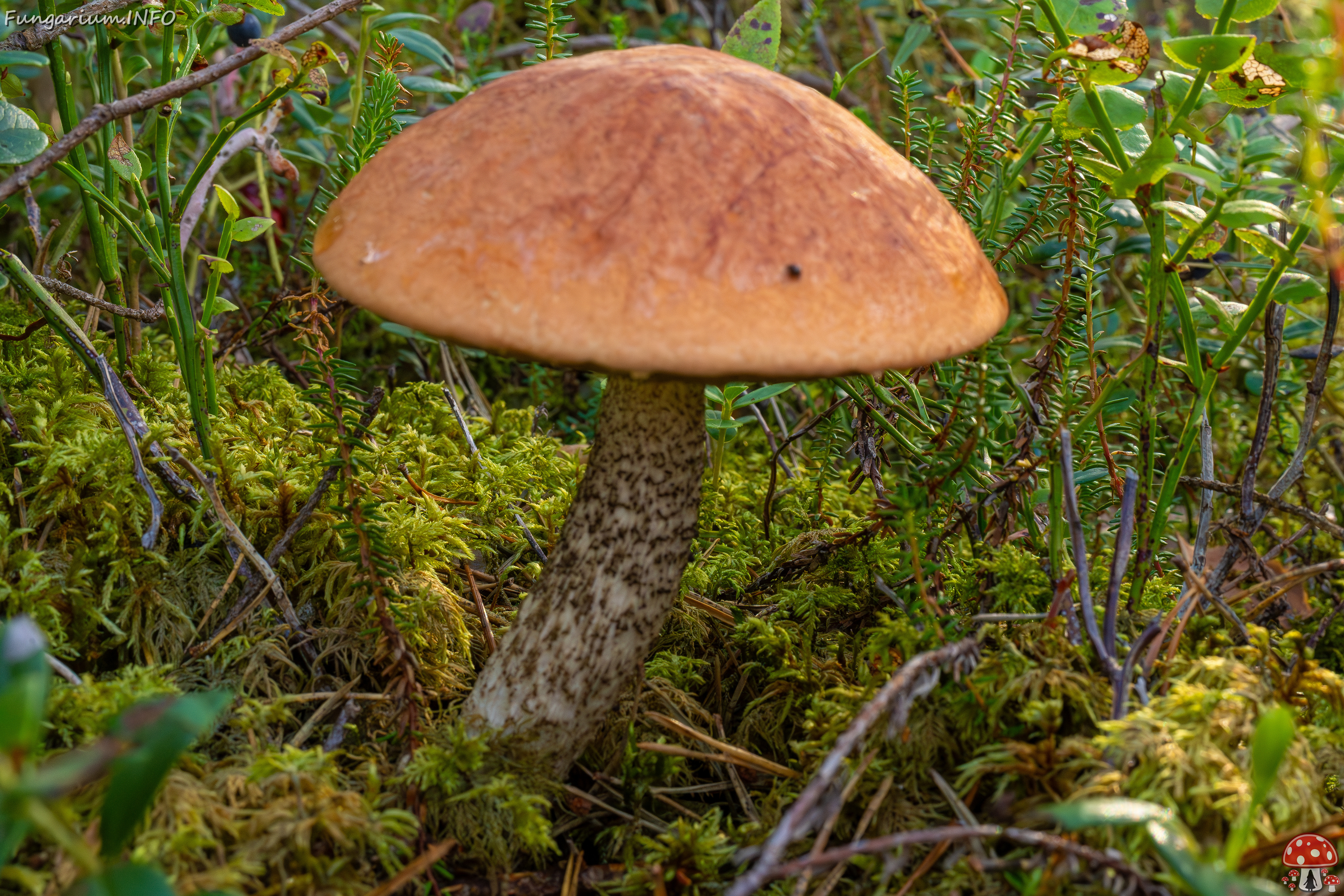 leccinum-vulpinum_1-4 