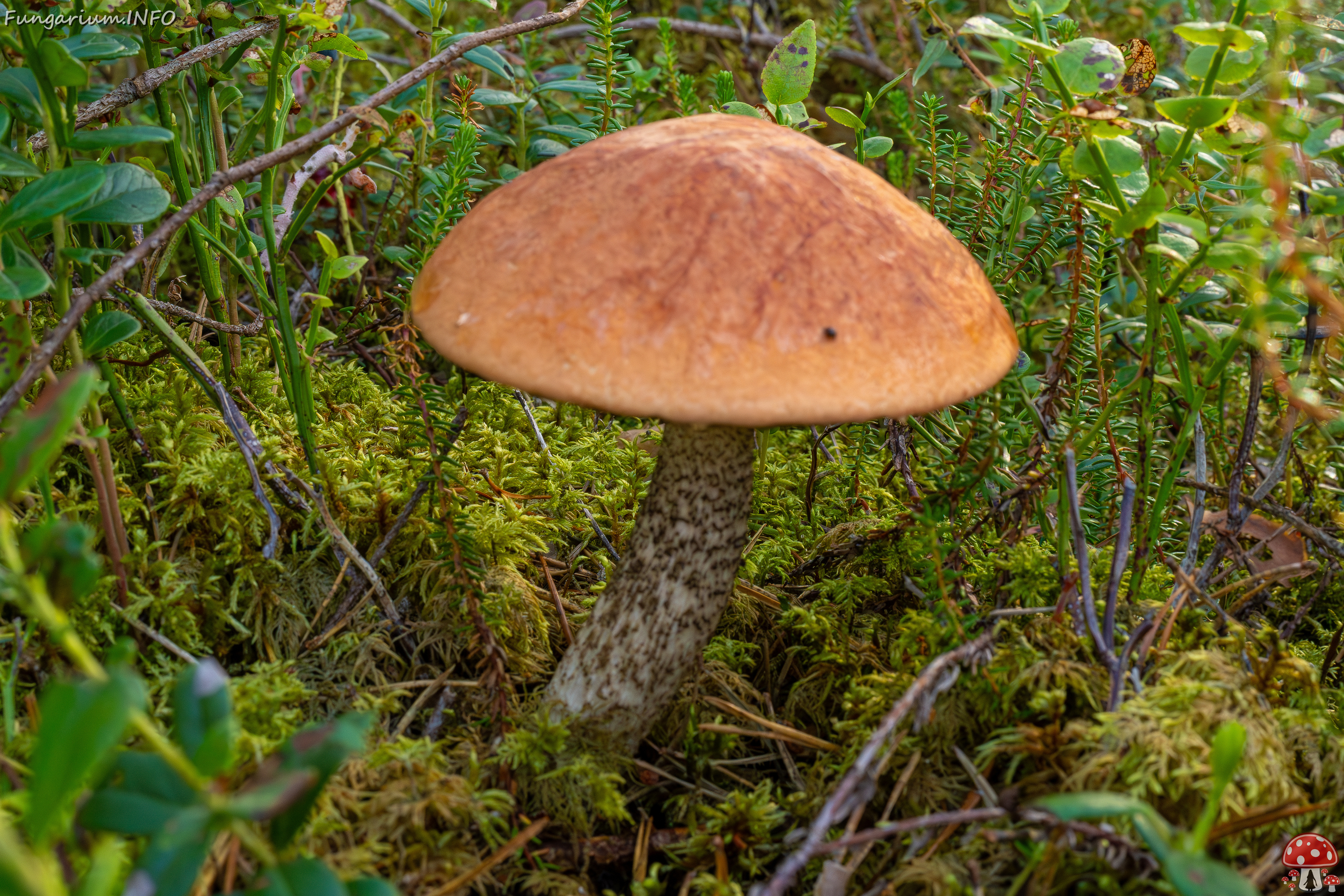 leccinum-vulpinum_1-5 