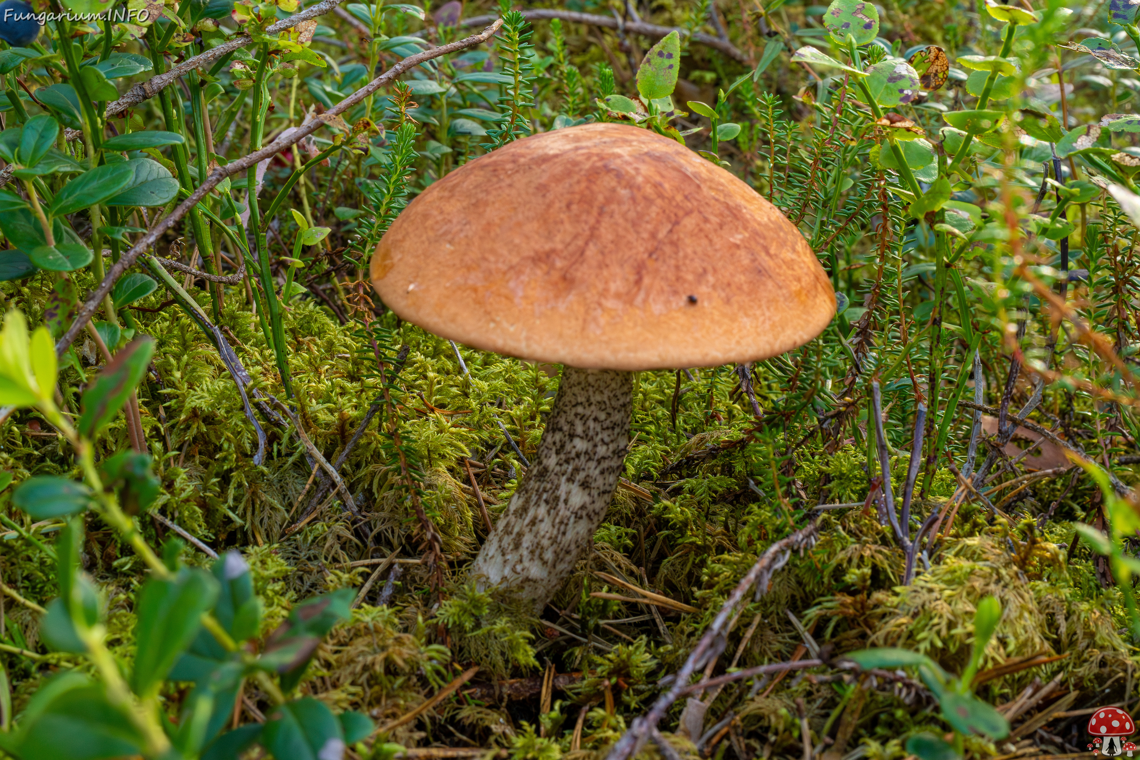 leccinum-vulpinum_1-6 