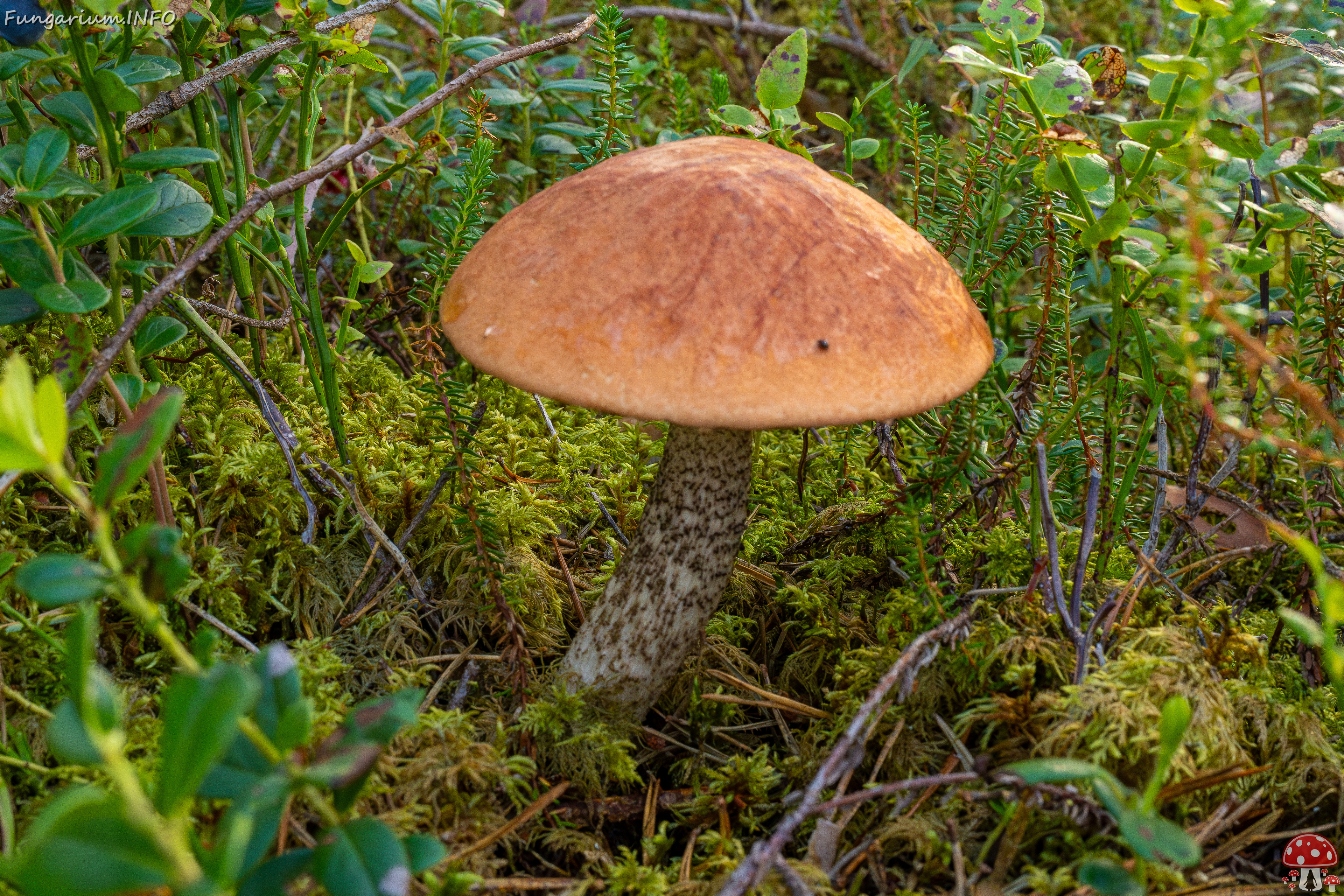 leccinum-vulpinum_1-7 