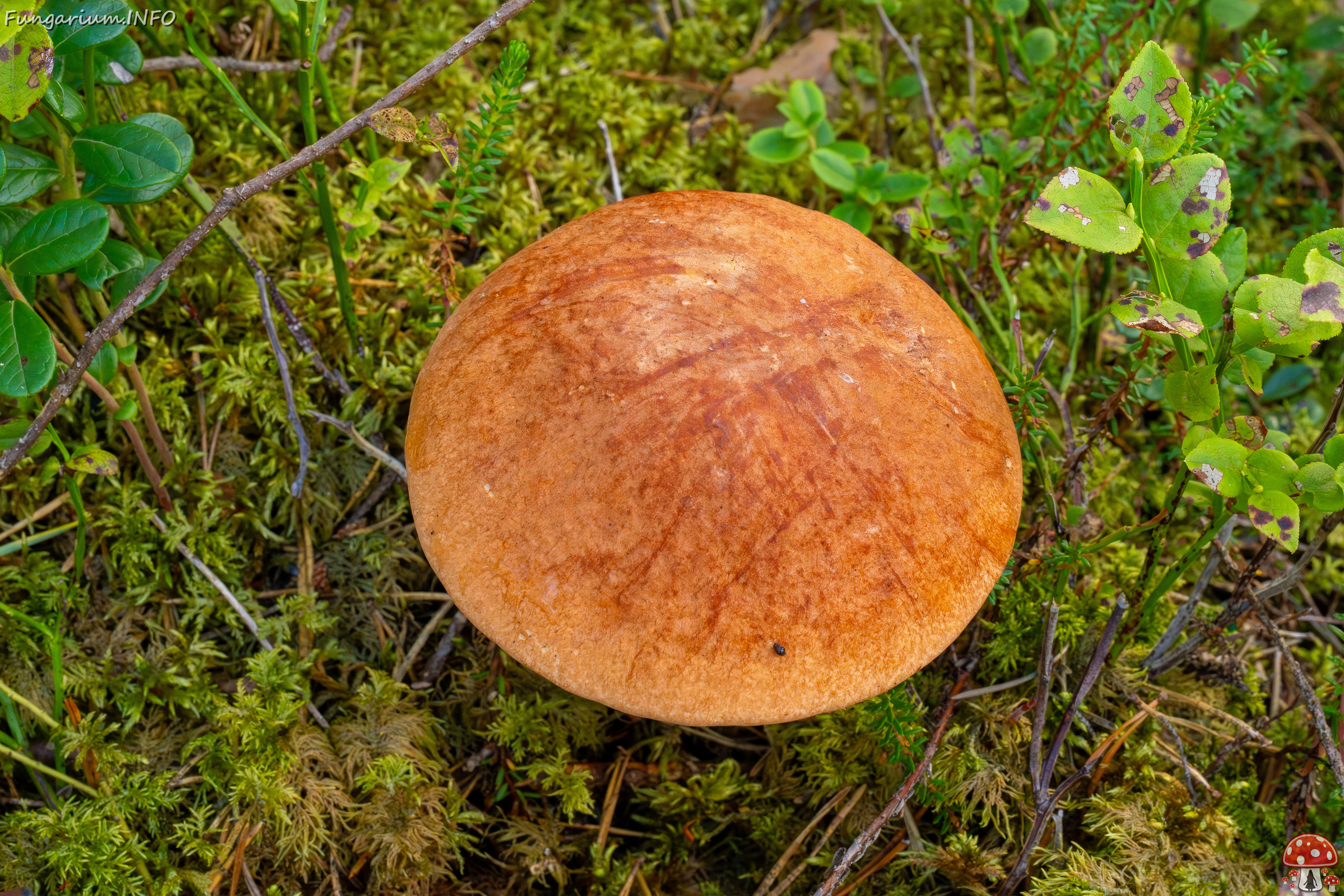 leccinum-vulpinum_1-8 