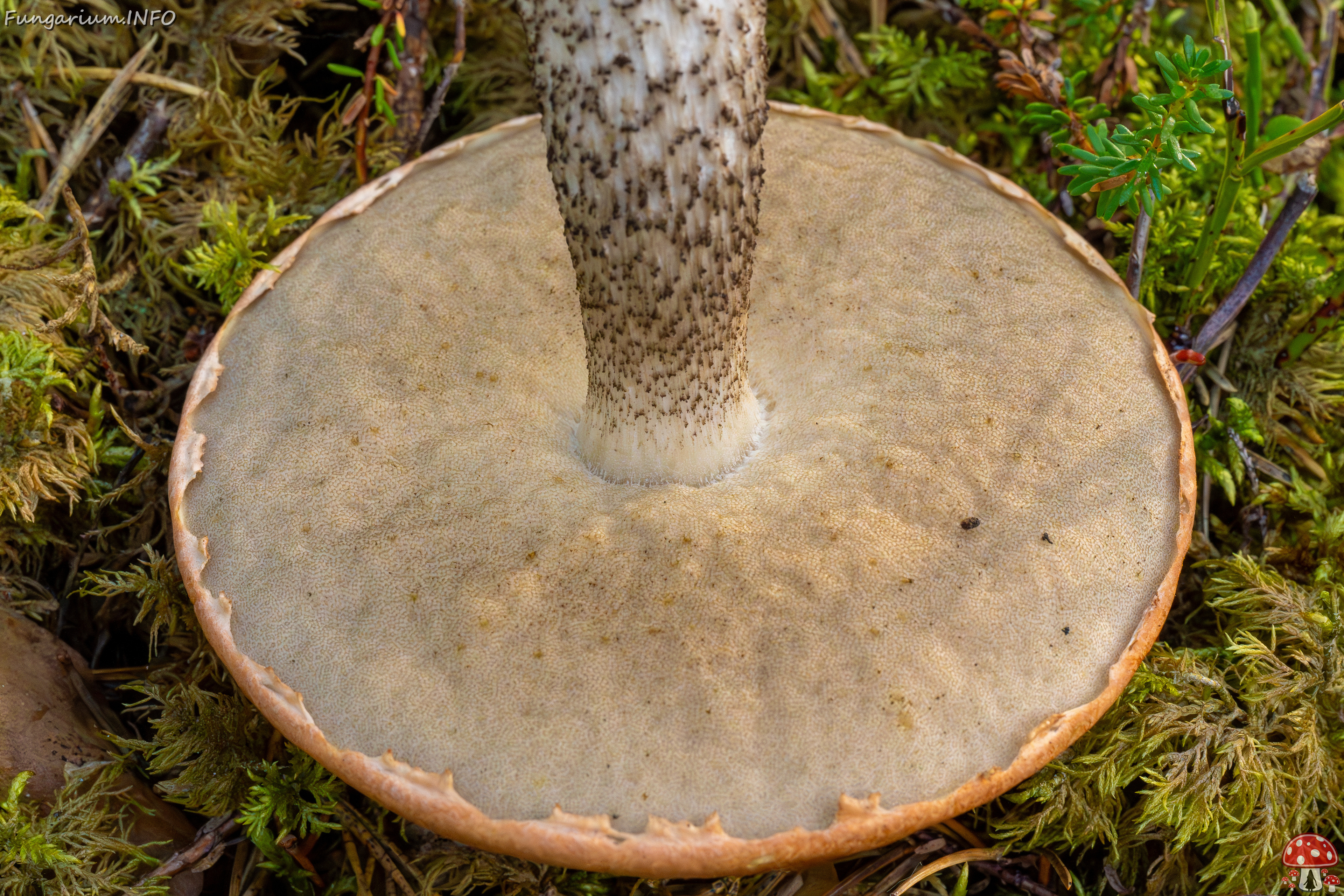 leccinum-vulpinum_1-9 