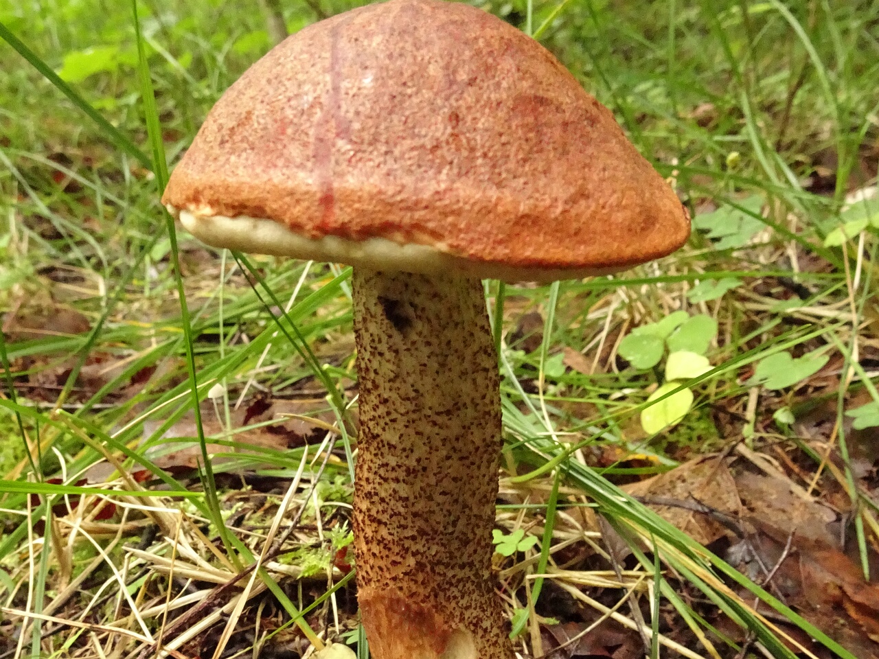 DSC00453