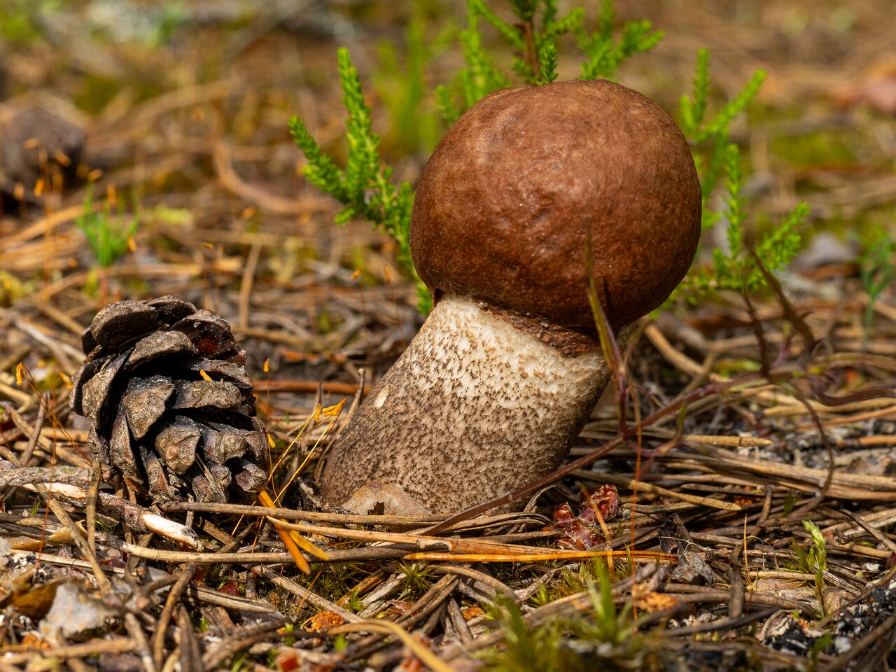 Leccinum vulpinum _2026-07-11_1-1