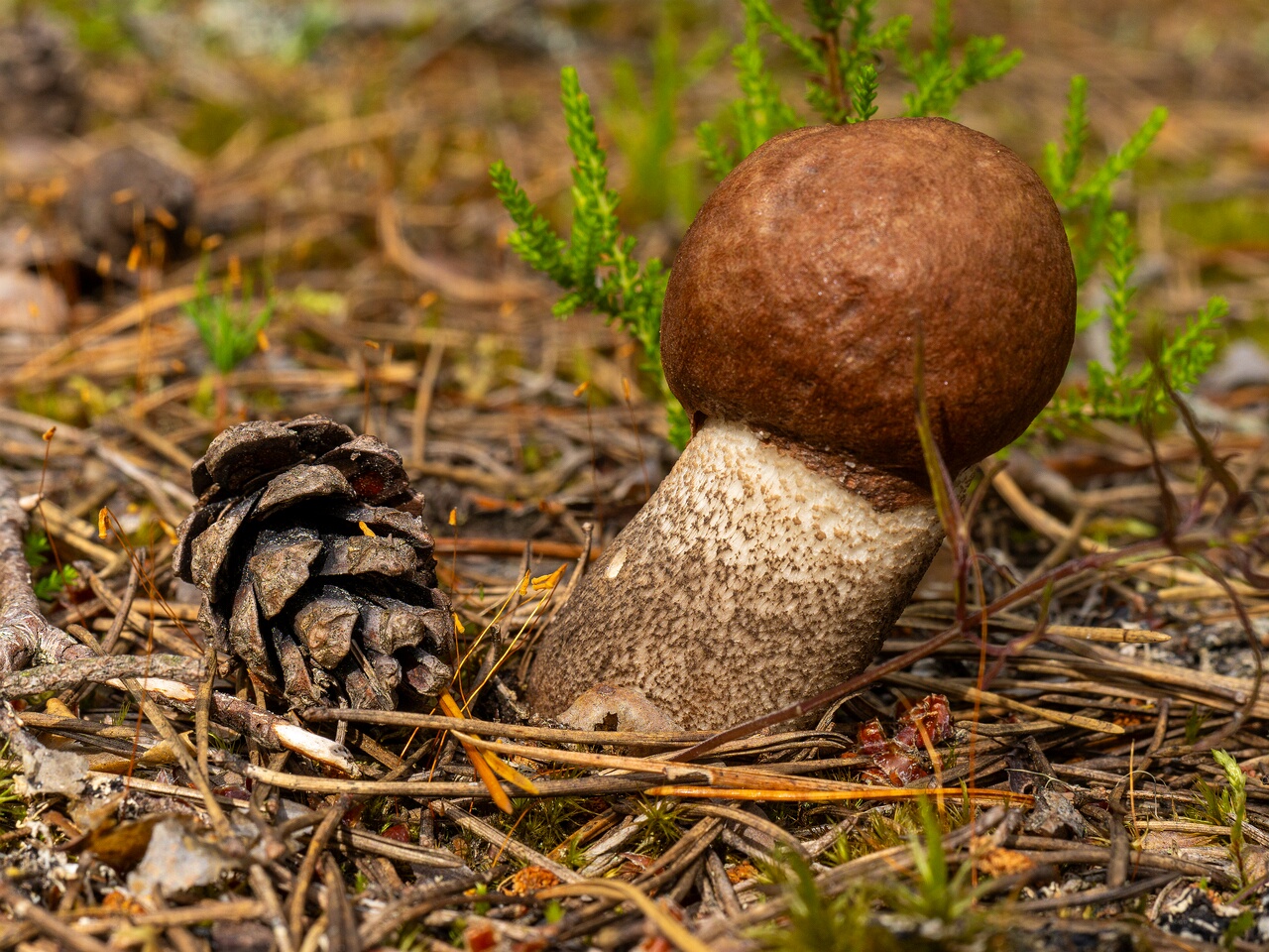 Leccinum vulpinum _2026-07-11_1-2