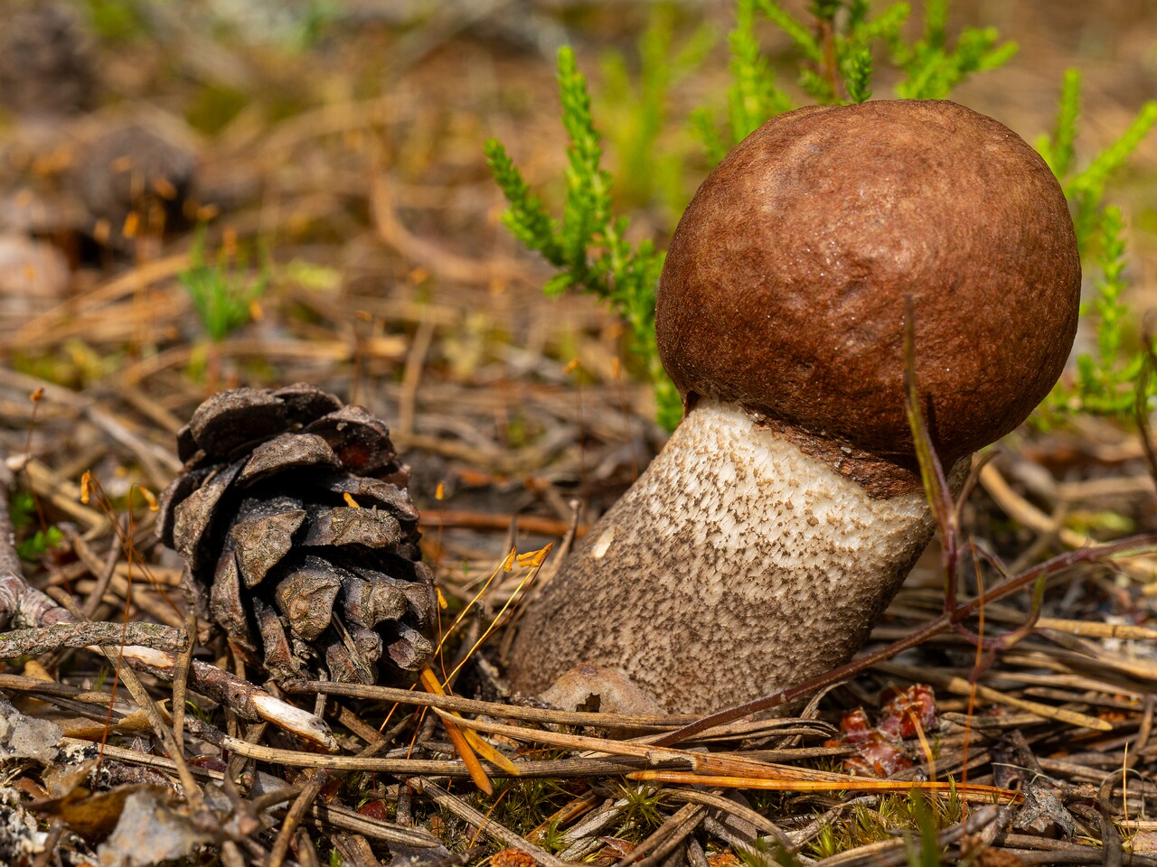 Leccinum vulpinum _2026-07-11_1-4