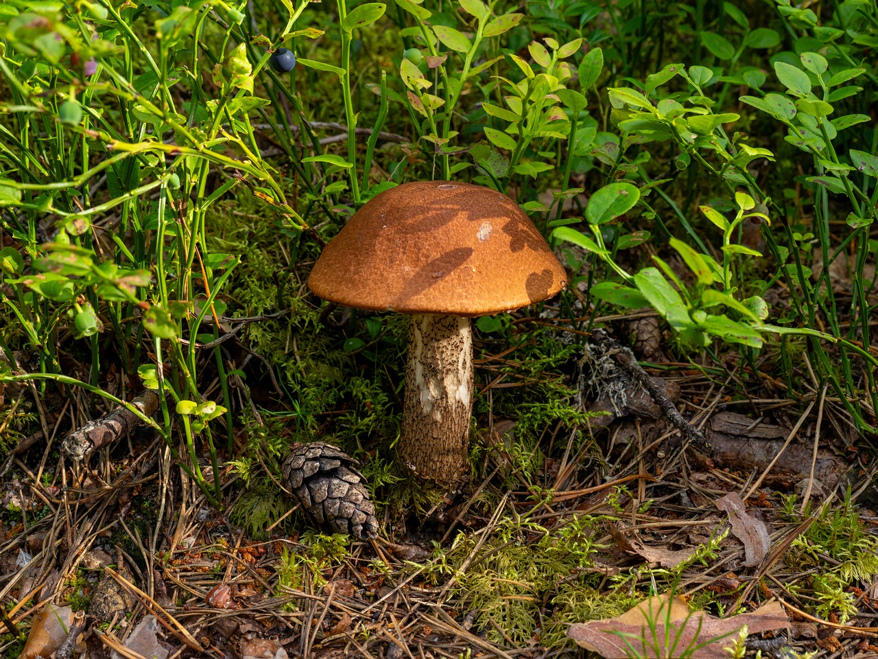 Leccinum vulpinum _2026-07-11_2-1