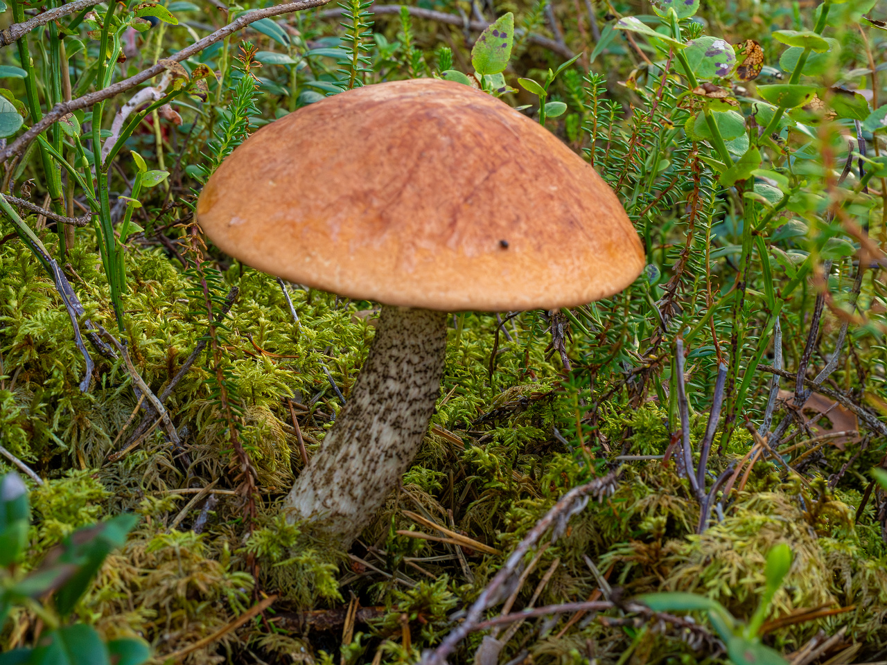 leccinum-vulpinum_1-1