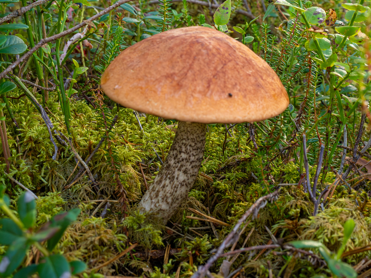 leccinum-vulpinum_1-3