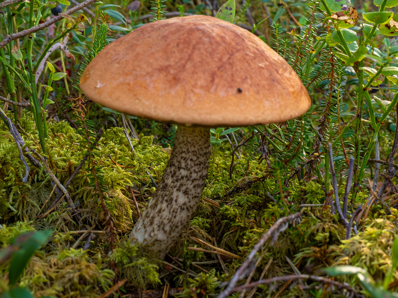 leccinum-vulpinum_1-4