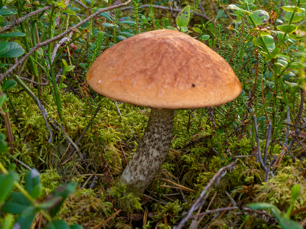 leccinum-vulpinum_1-5