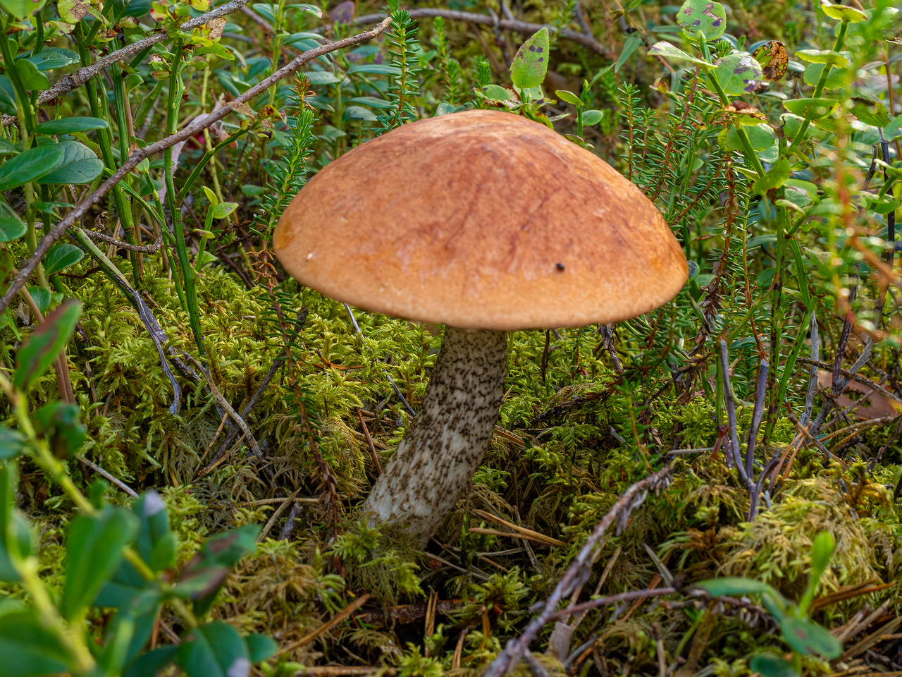 leccinum-vulpinum_1-6