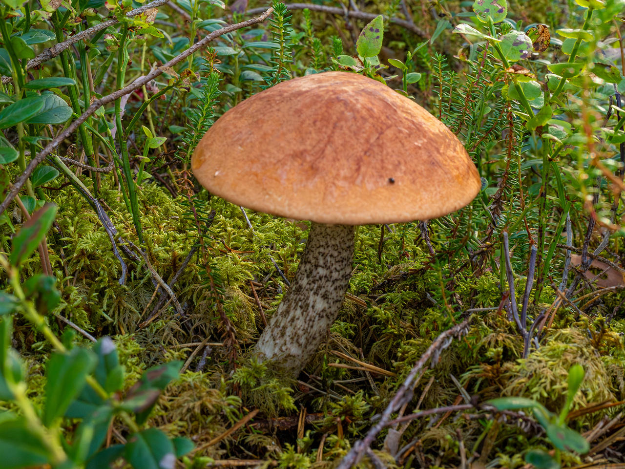 leccinum-vulpinum_1-7