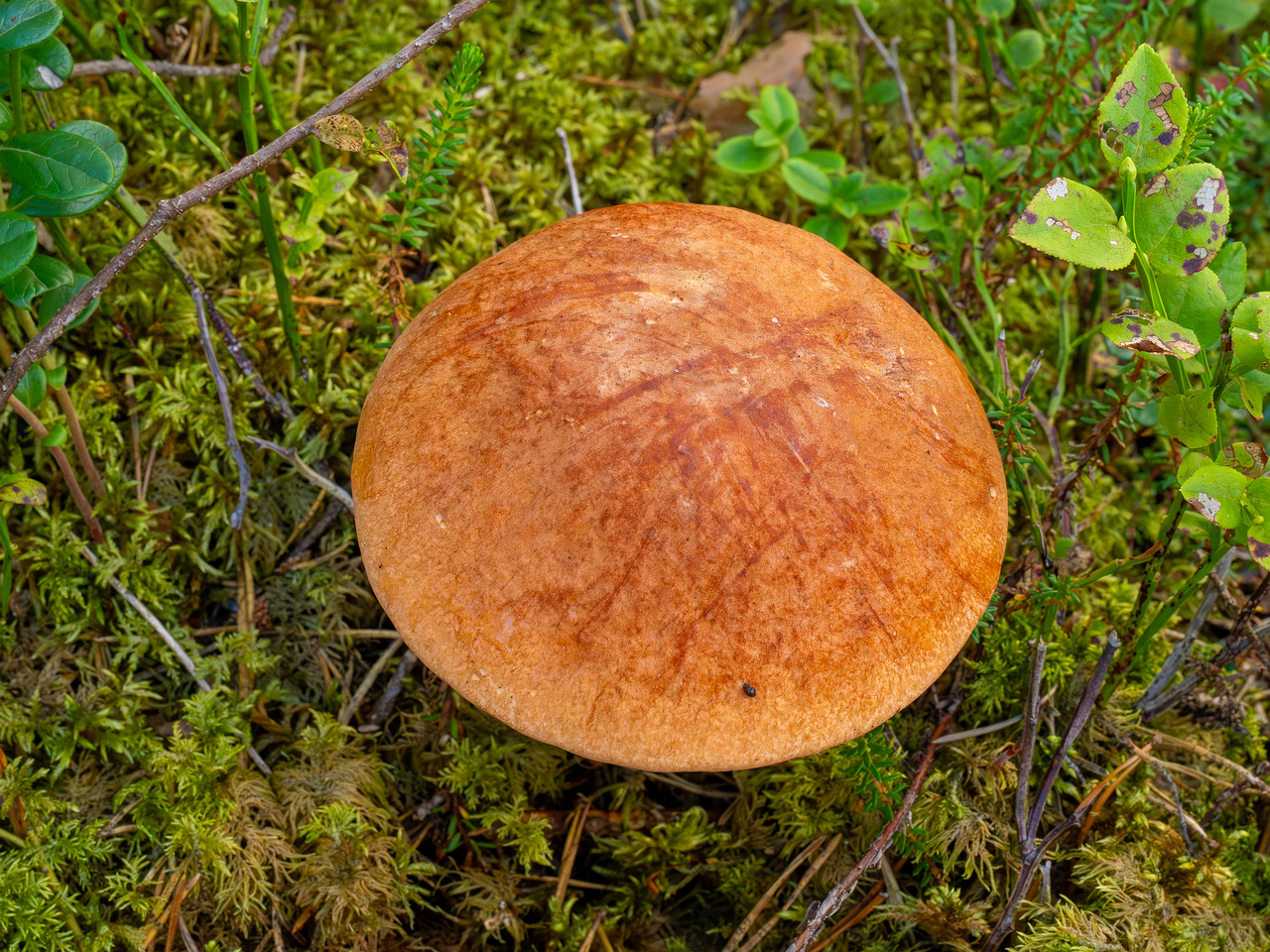 leccinum-vulpinum_1-8