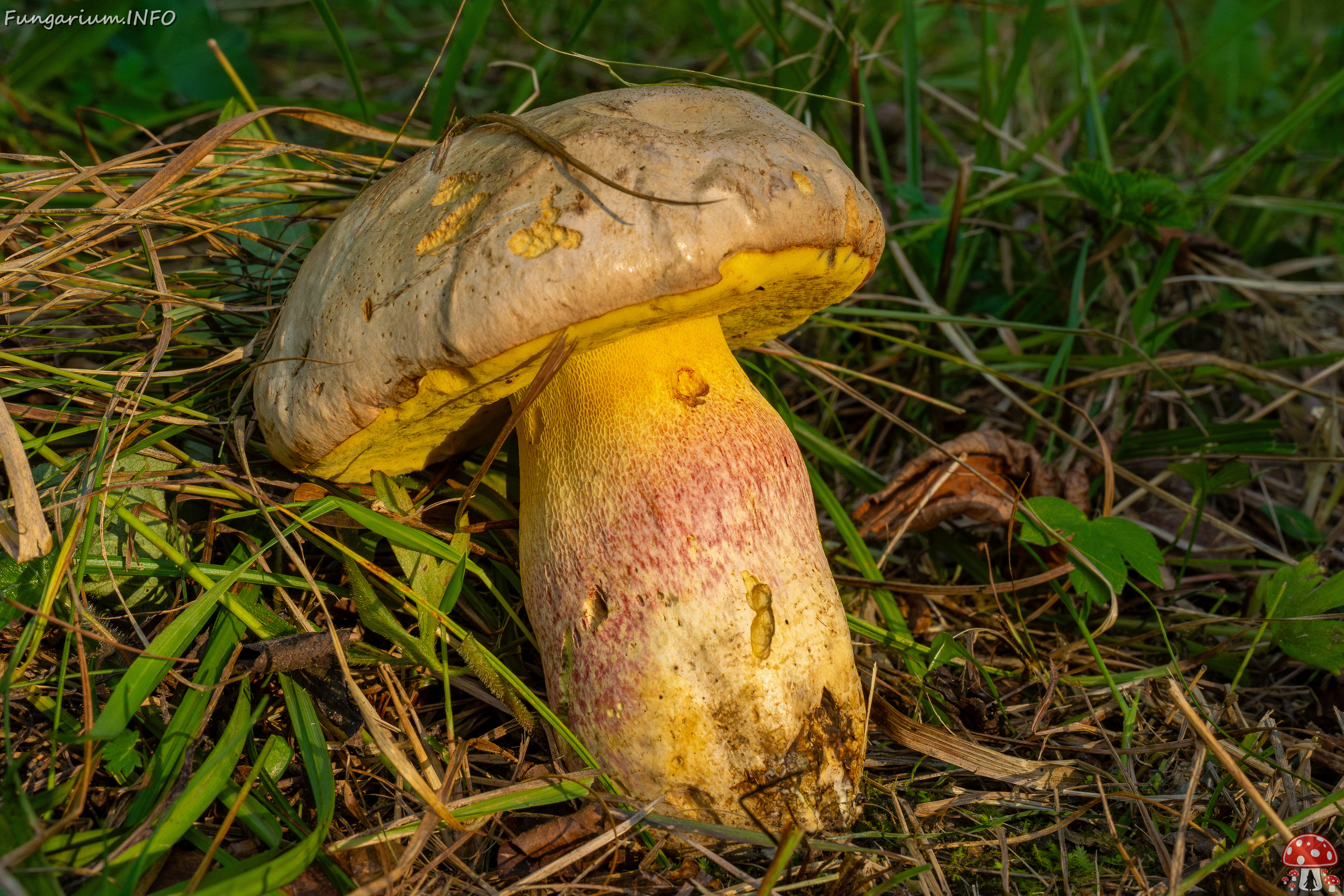 butyriboletus-fechtneri_1-1 