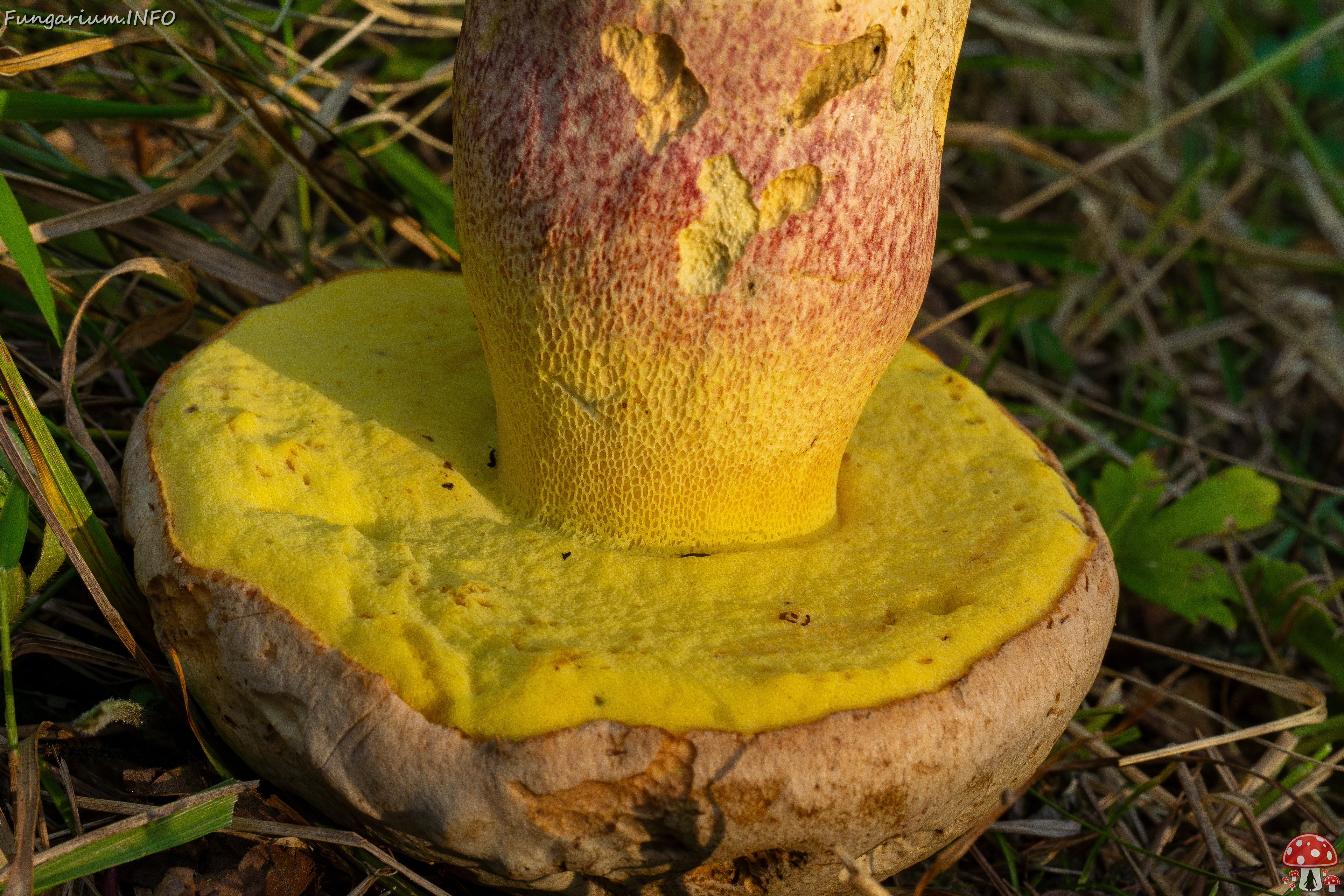 butyriboletus-fechtneri_1-10 