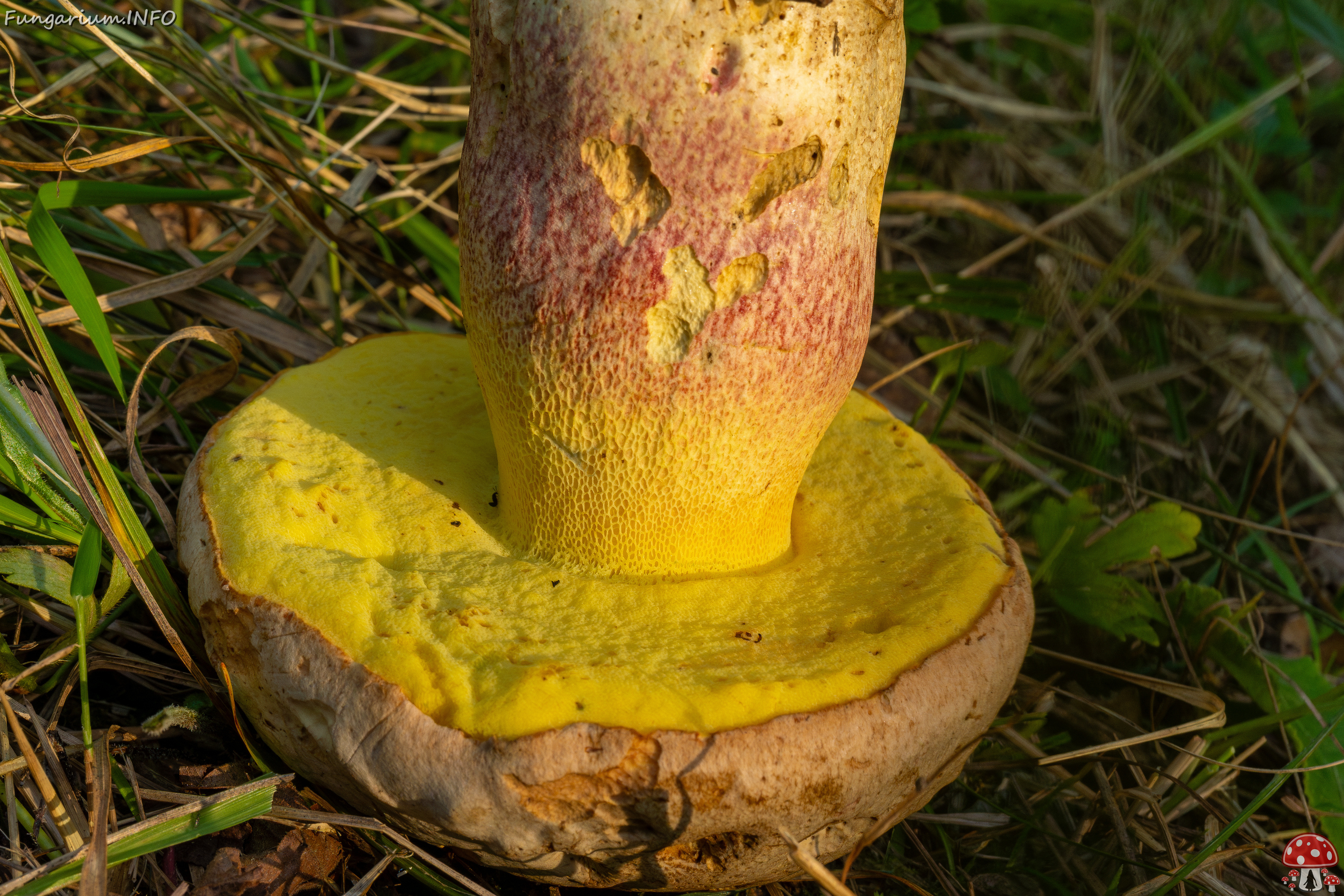 butyriboletus-fechtneri_1-11 