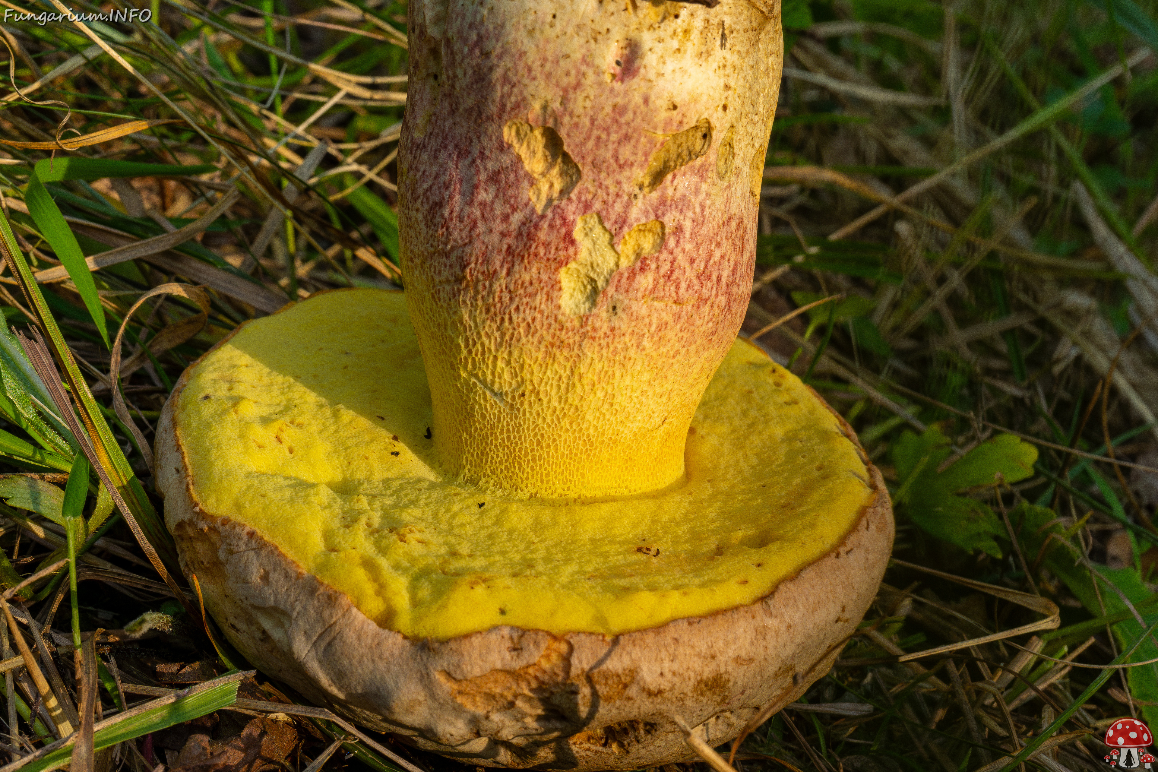 butyriboletus-fechtneri_1-12 