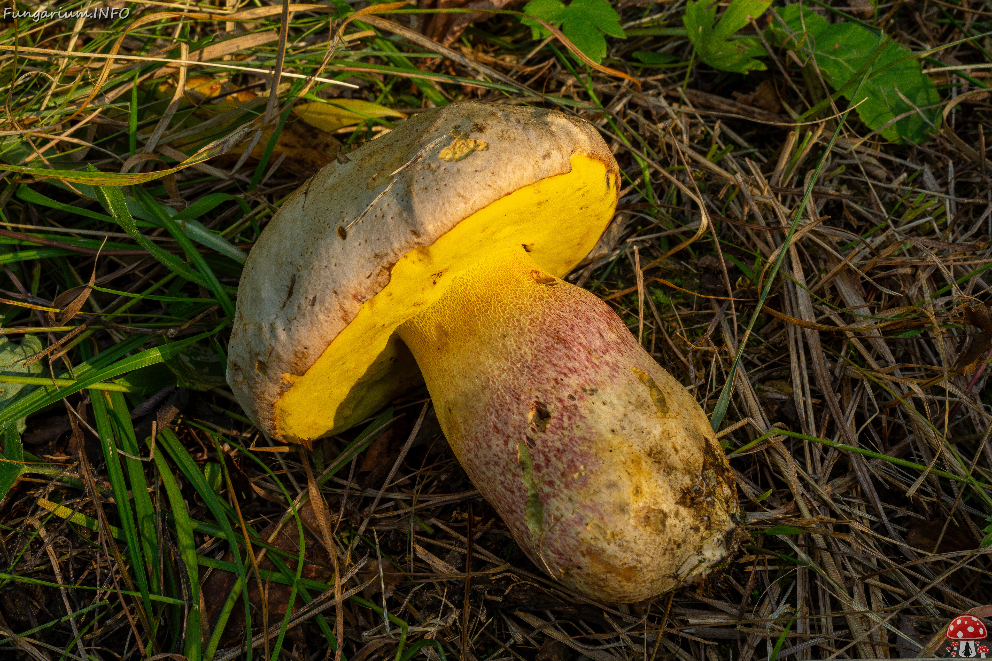 butyriboletus-fechtneri_1-13 