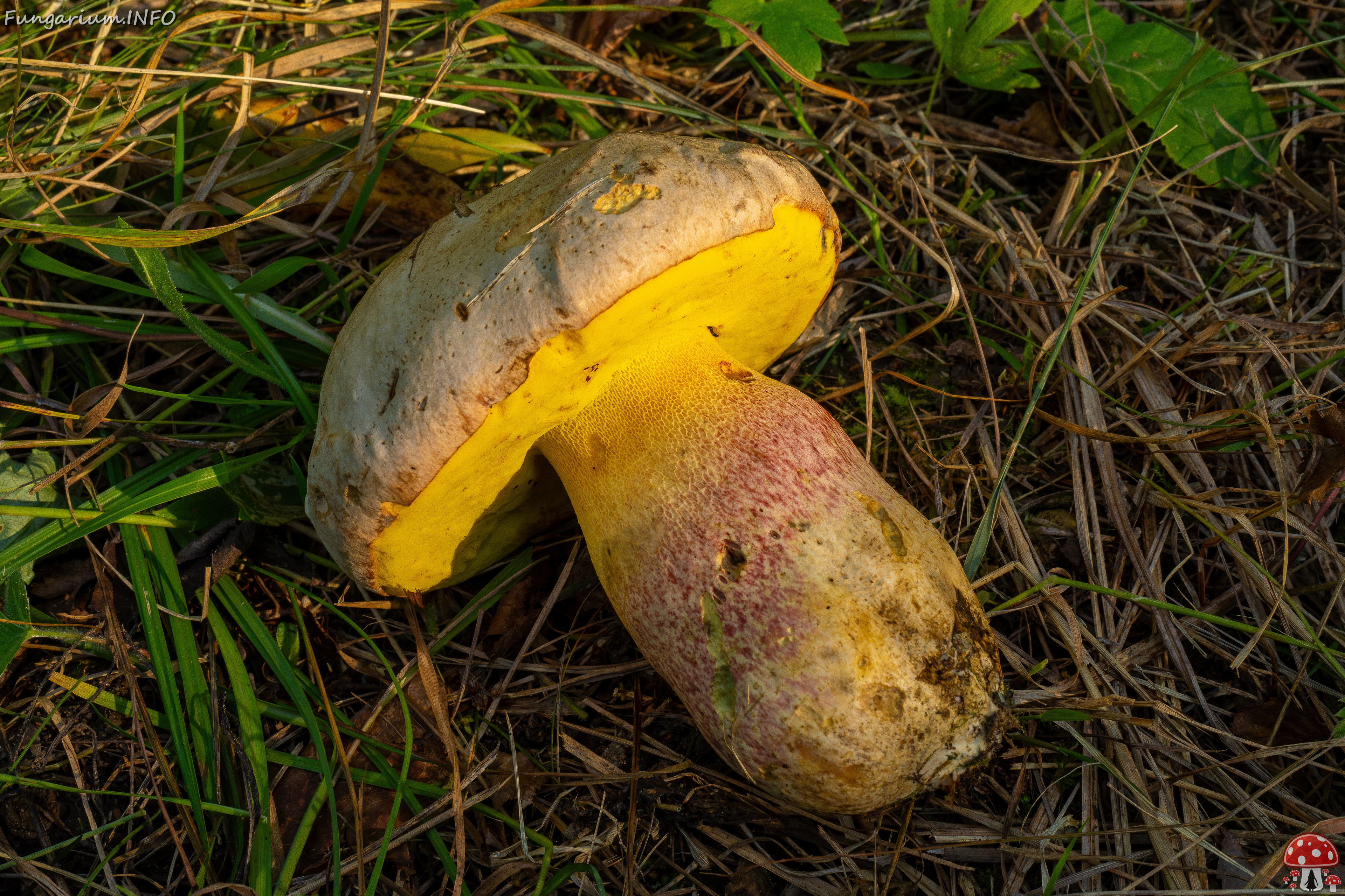 butyriboletus-fechtneri_1-14 