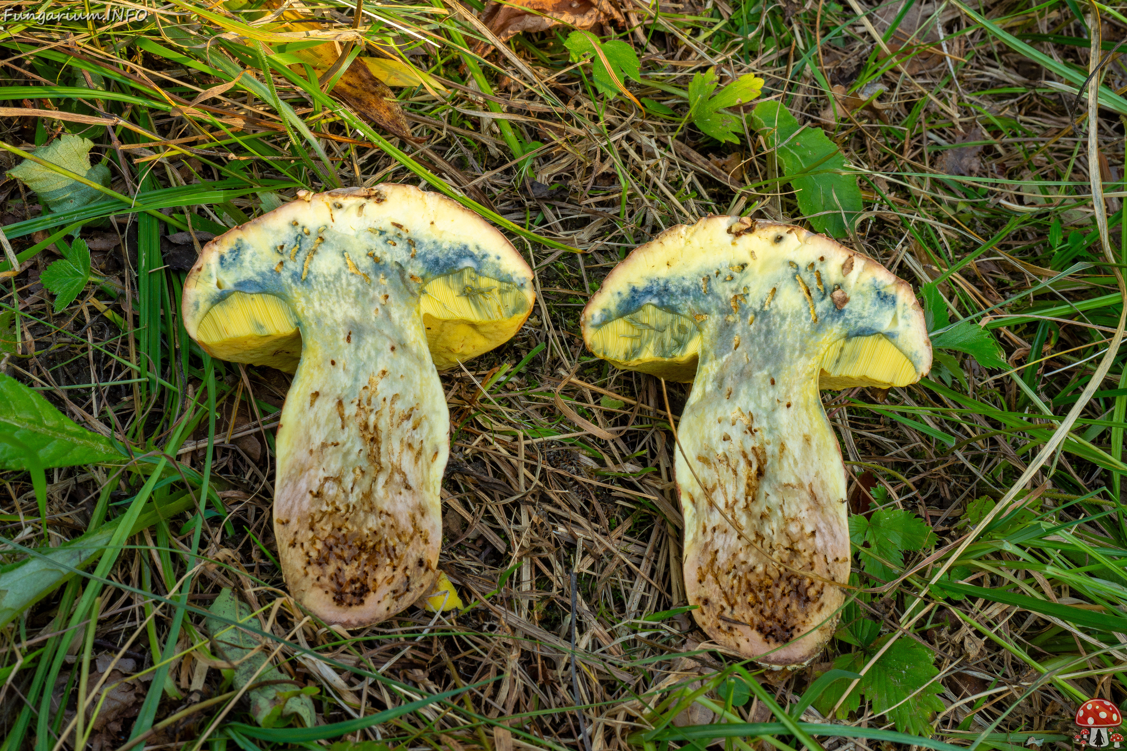 butyriboletus-fechtneri_1-15 