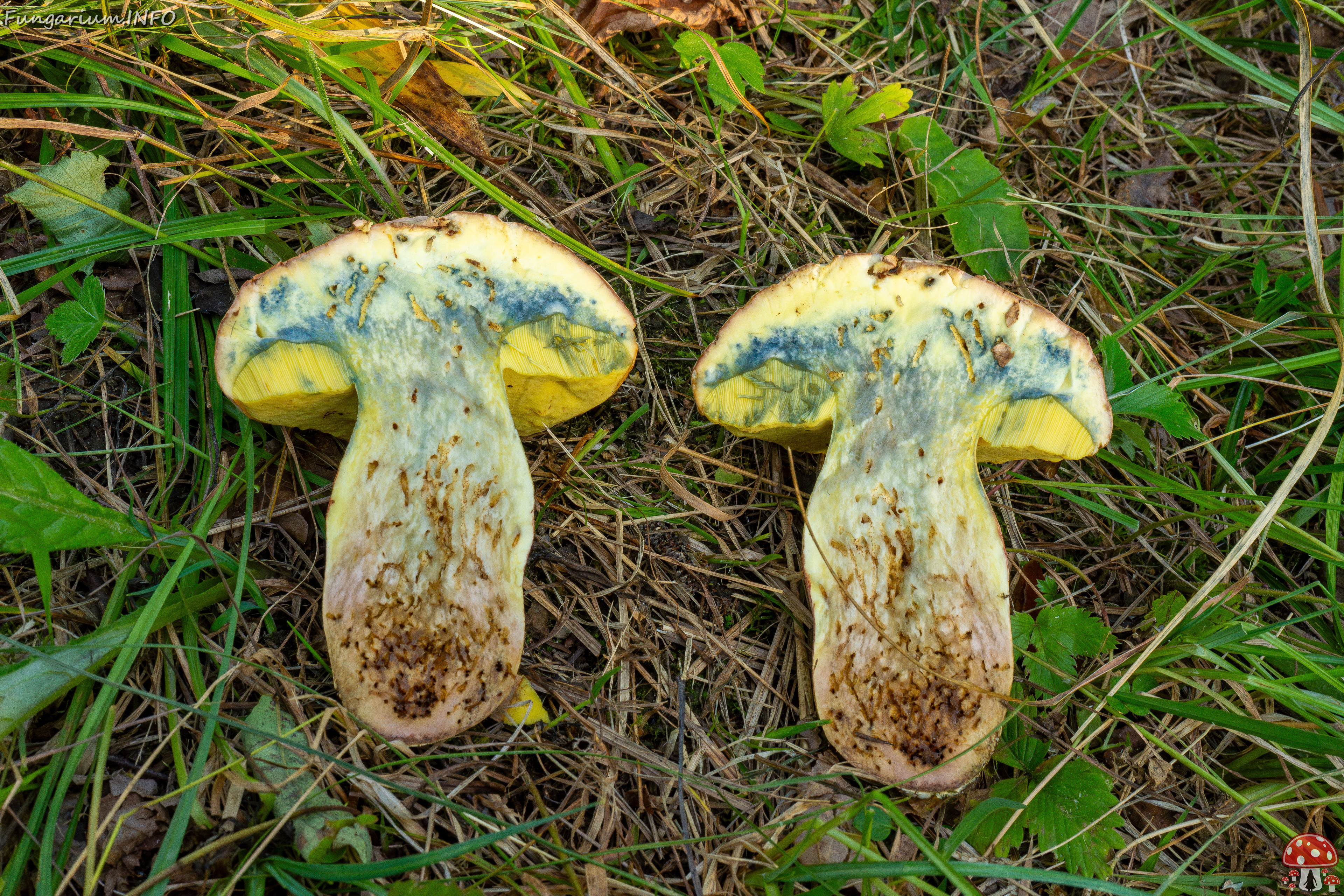 butyriboletus-fechtneri_1-16 