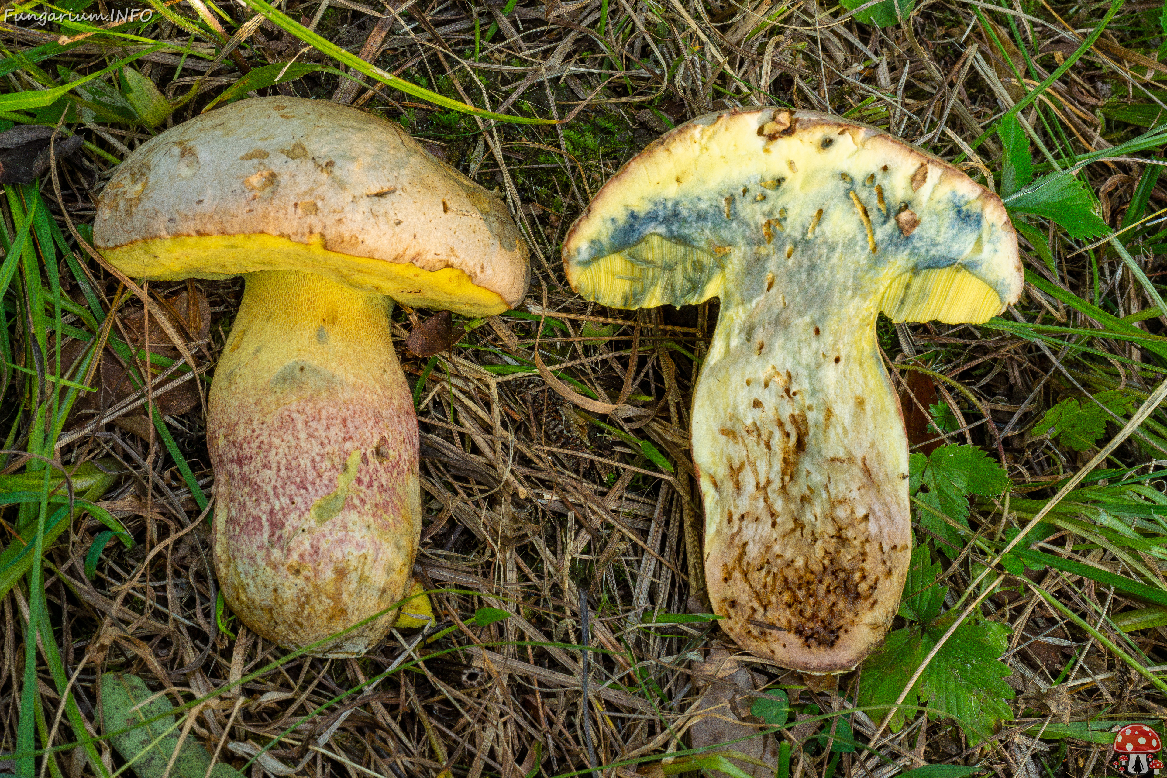 butyriboletus-fechtneri_1-17 