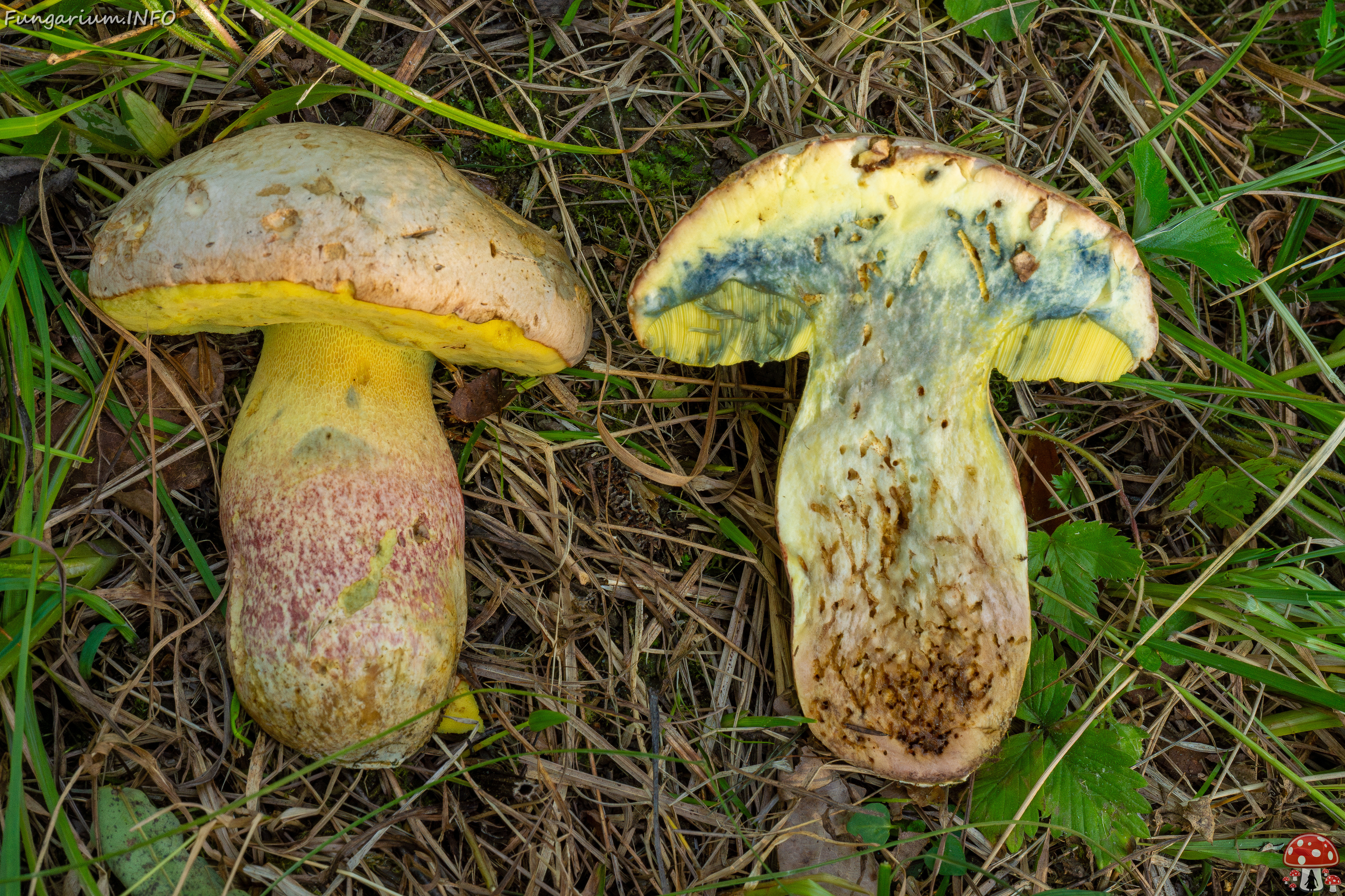 butyriboletus-fechtneri_1-18 