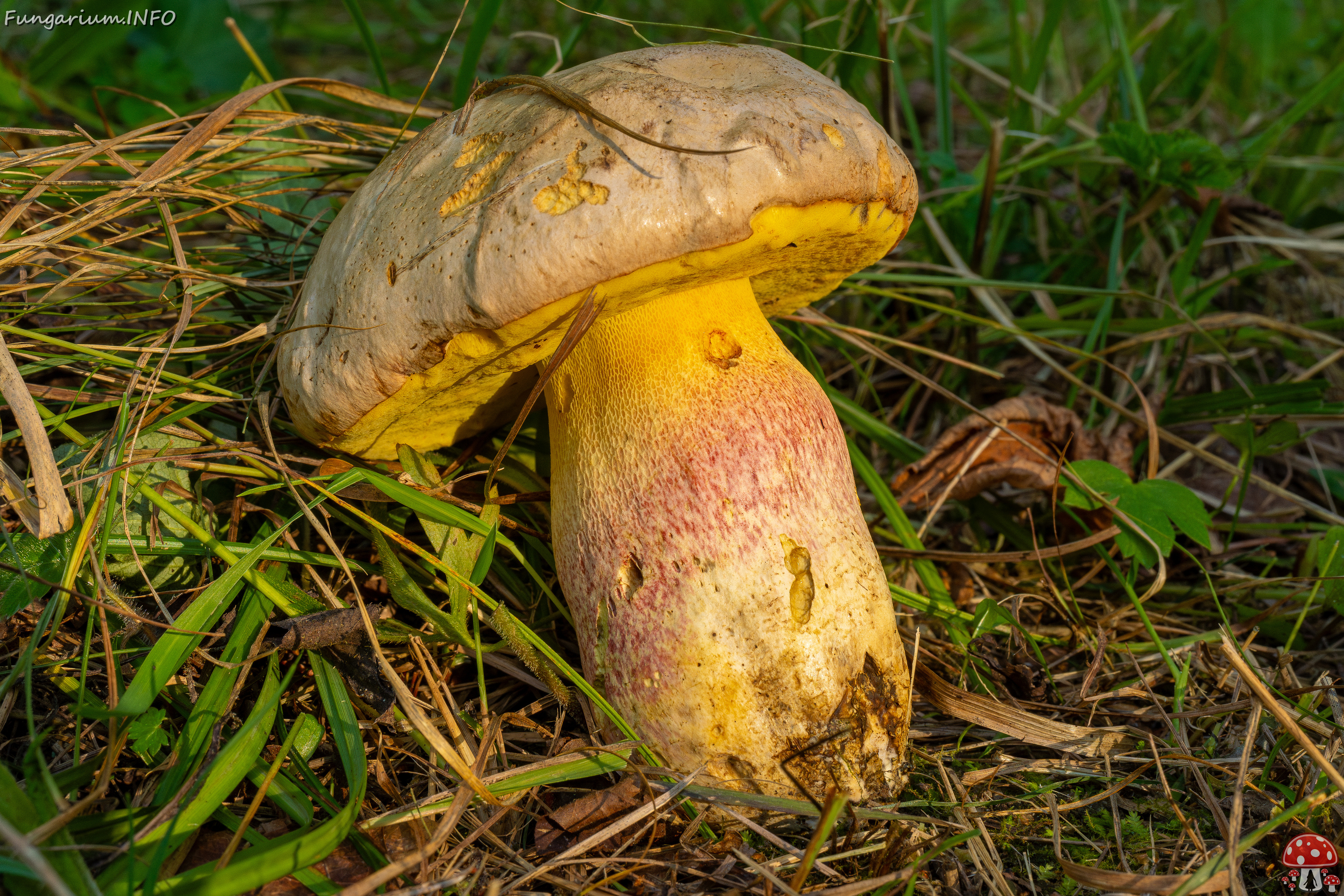 butyriboletus-fechtneri_1-2 