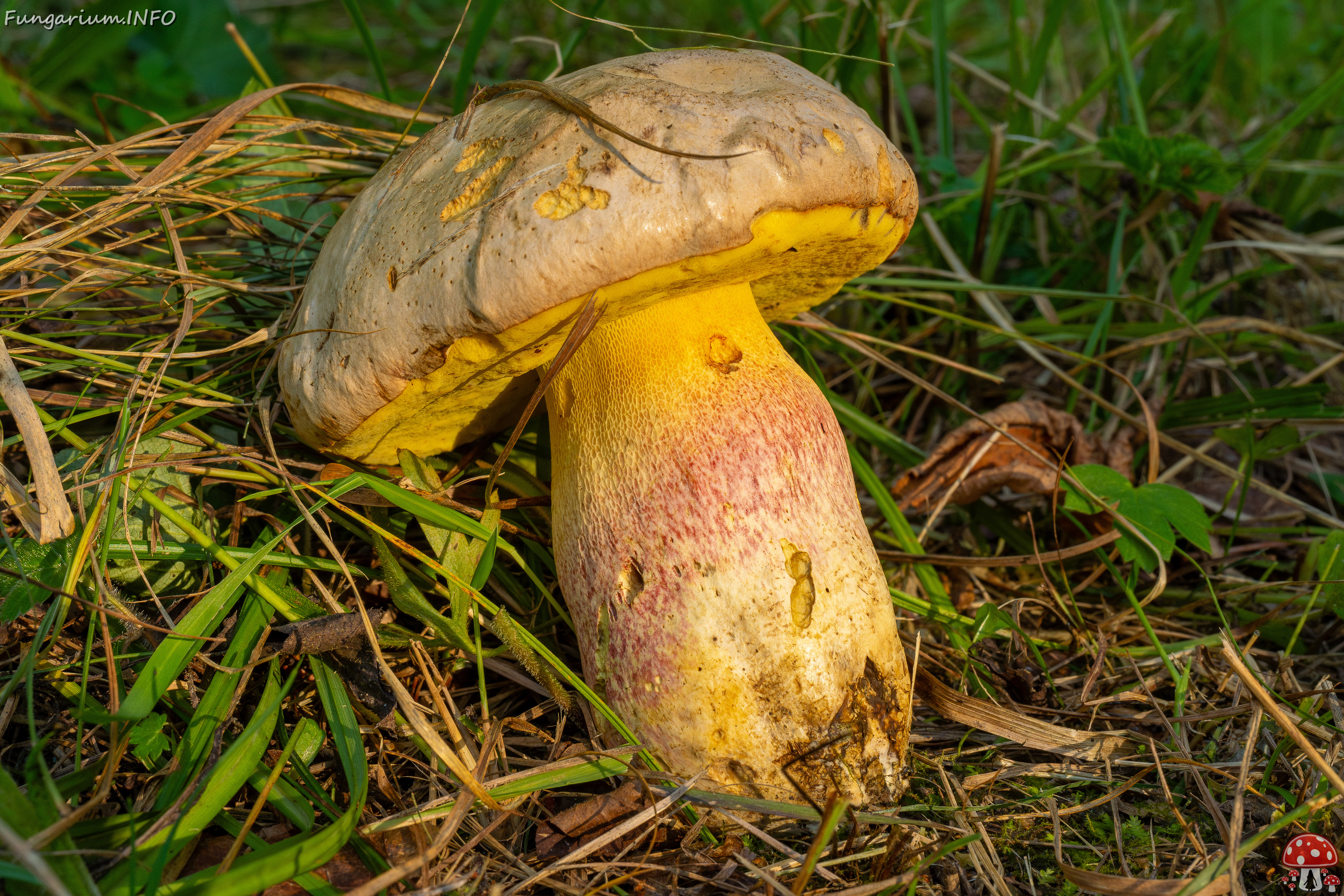 butyriboletus-fechtneri_1-3 