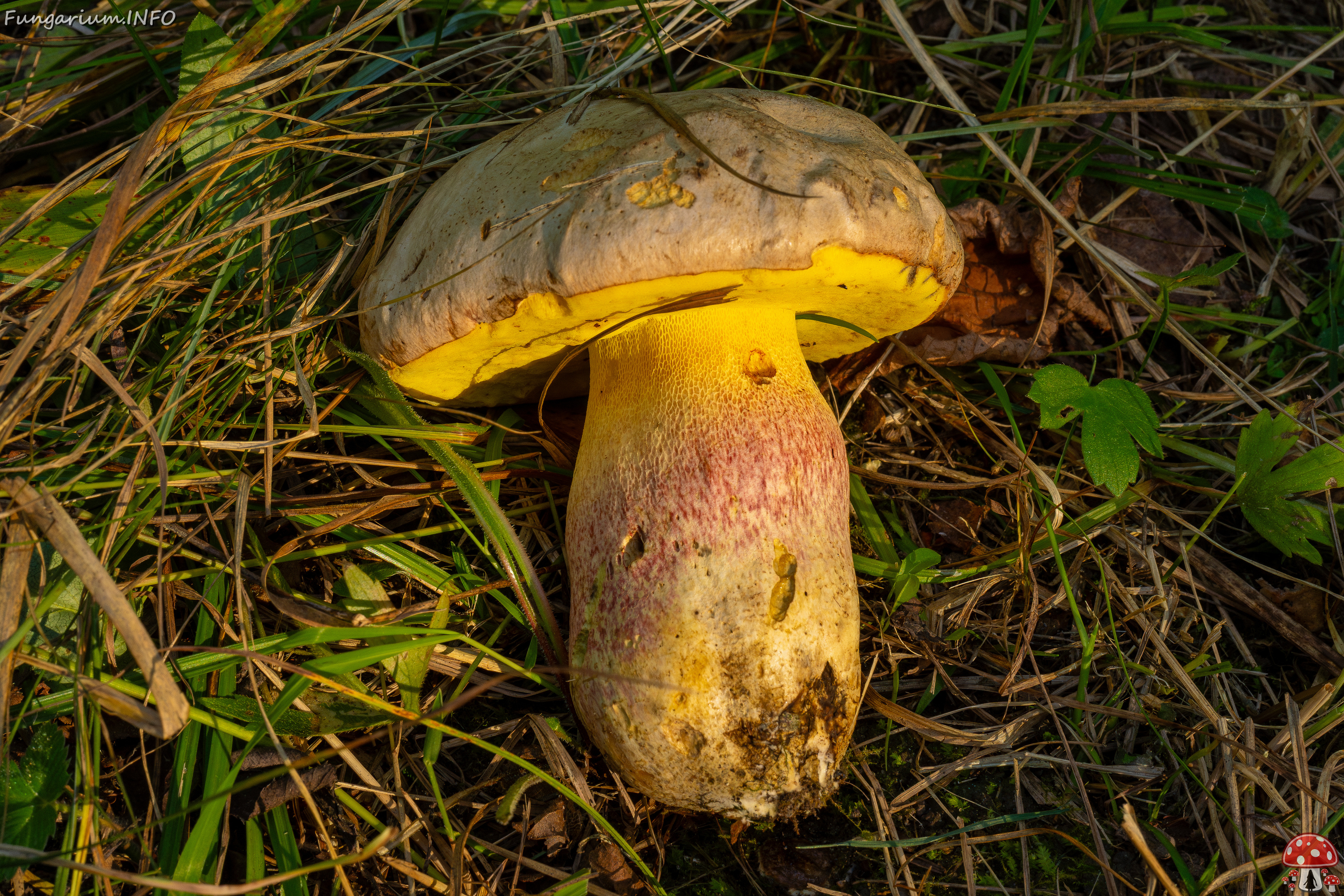 butyriboletus-fechtneri_1-4 