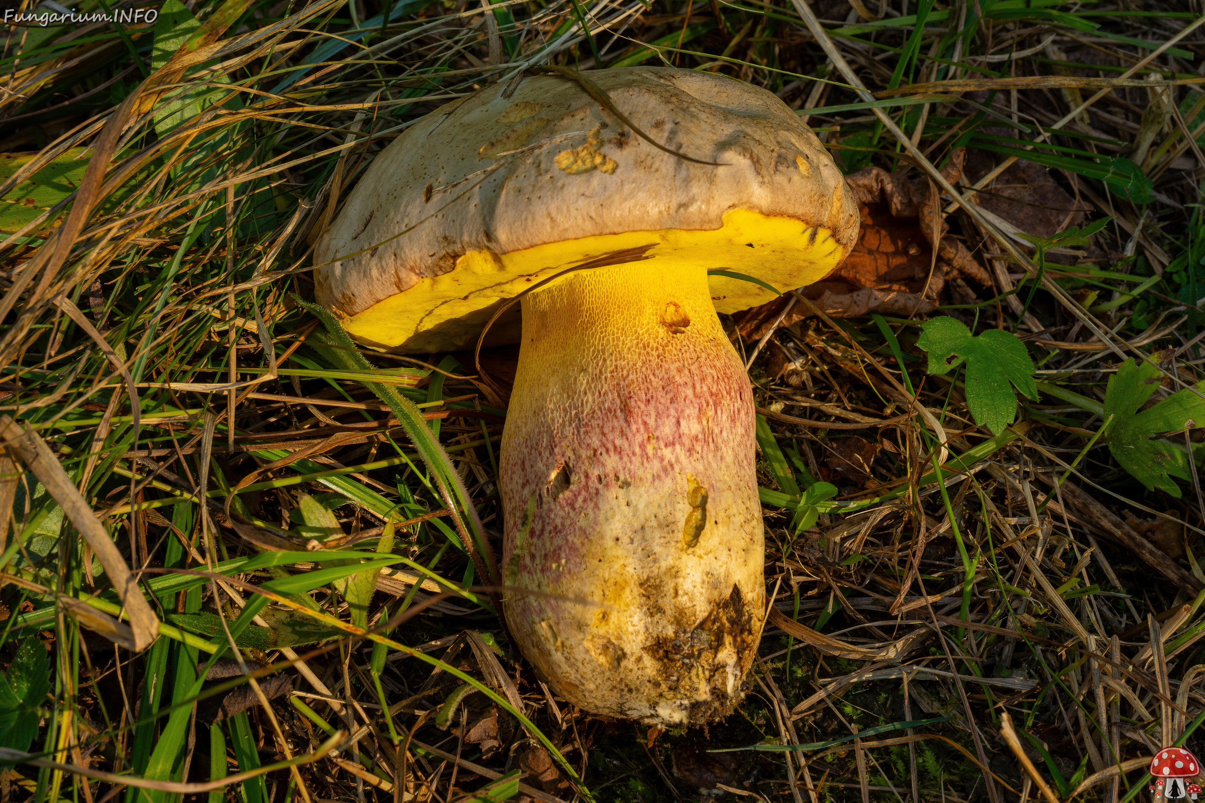 butyriboletus-fechtneri_1-5 