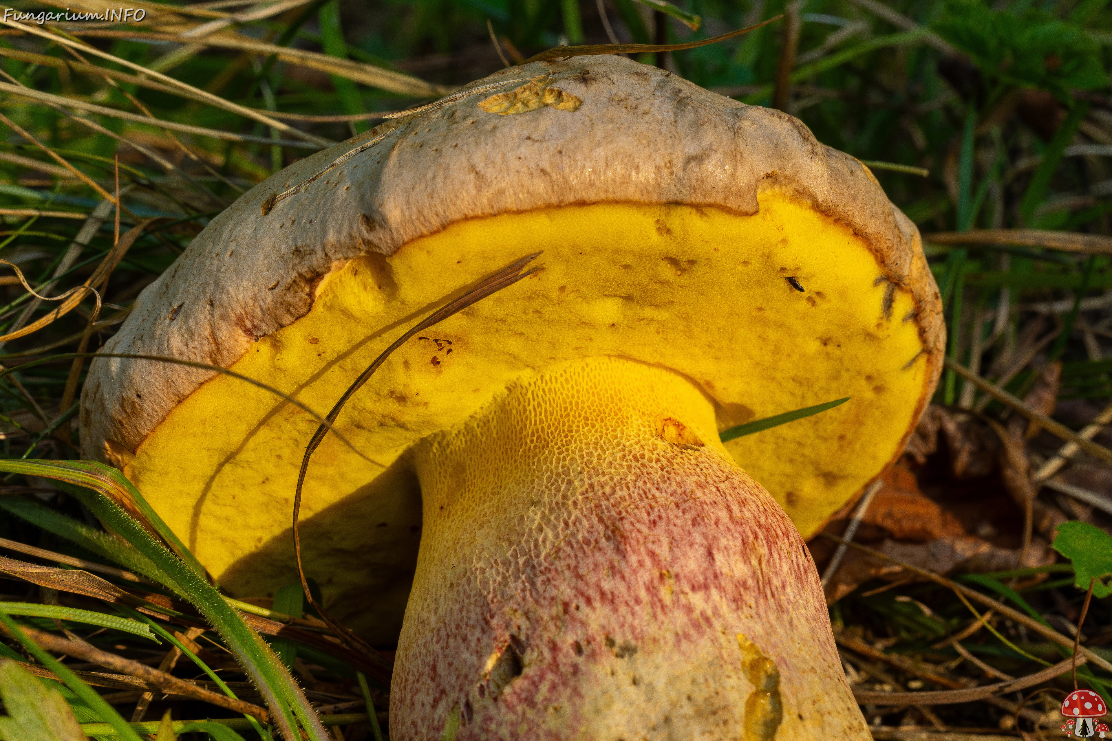 butyriboletus-fechtneri_1-6 