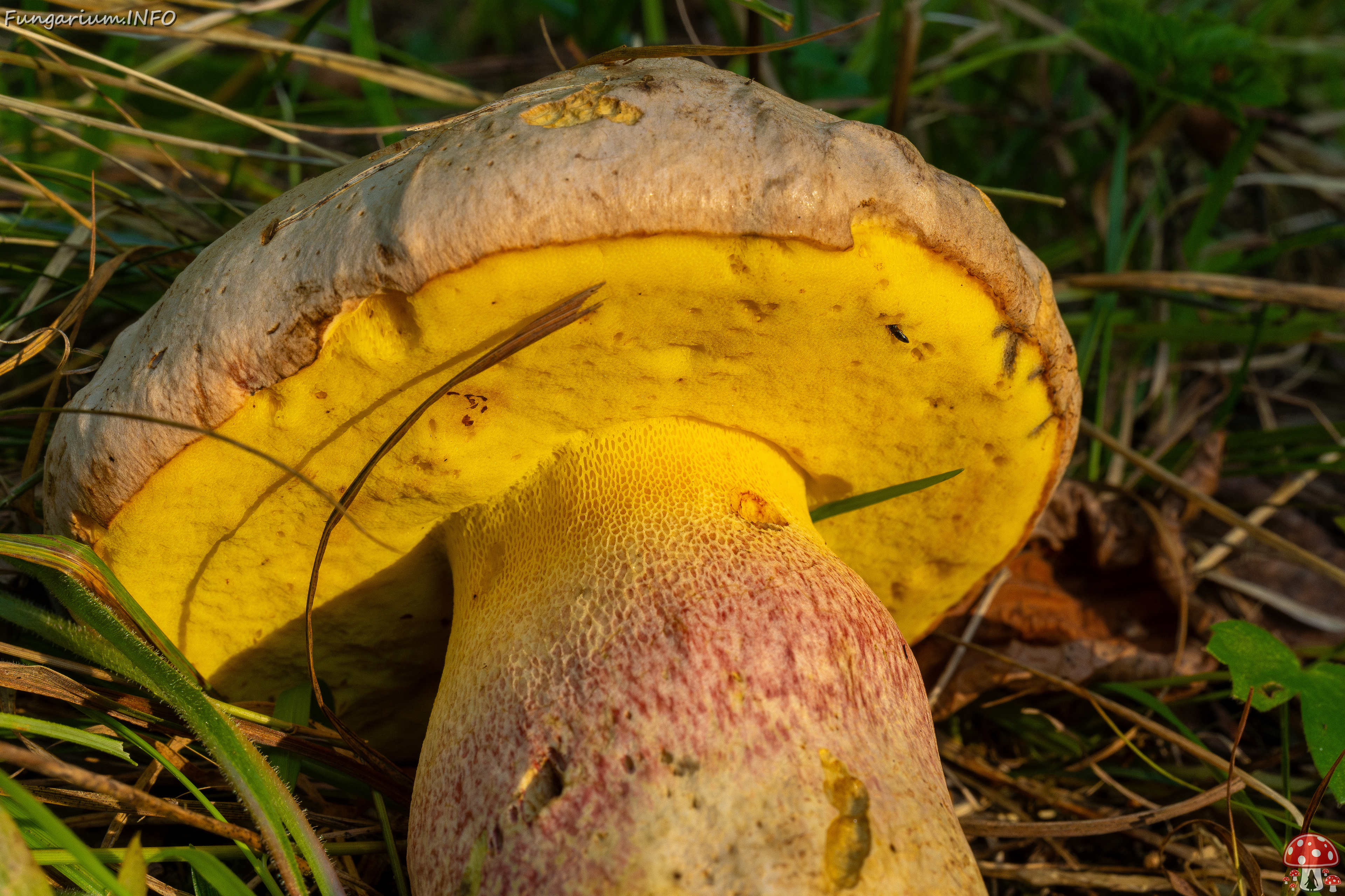 butyriboletus-fechtneri_1-7 