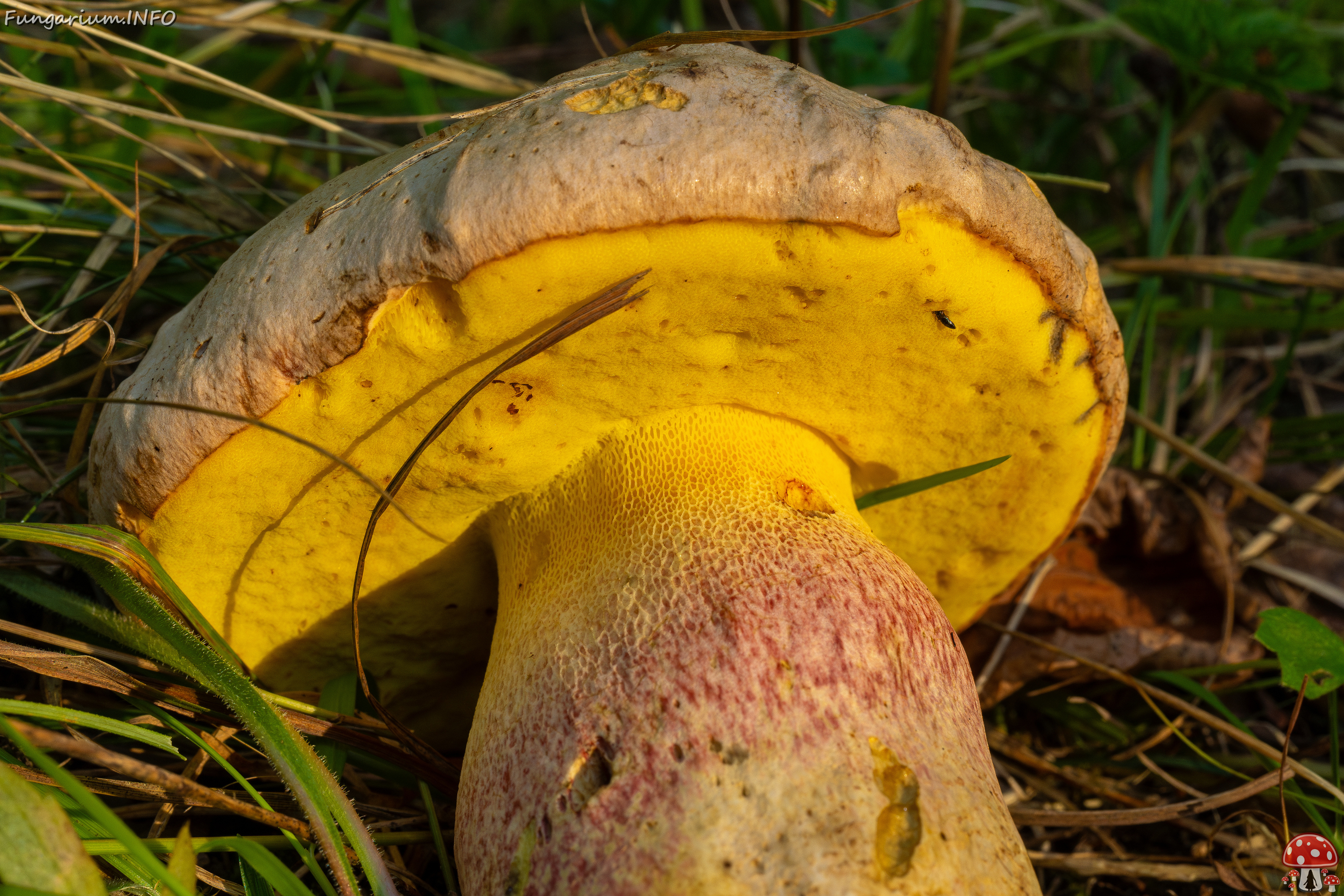 butyriboletus-fechtneri_1-8 