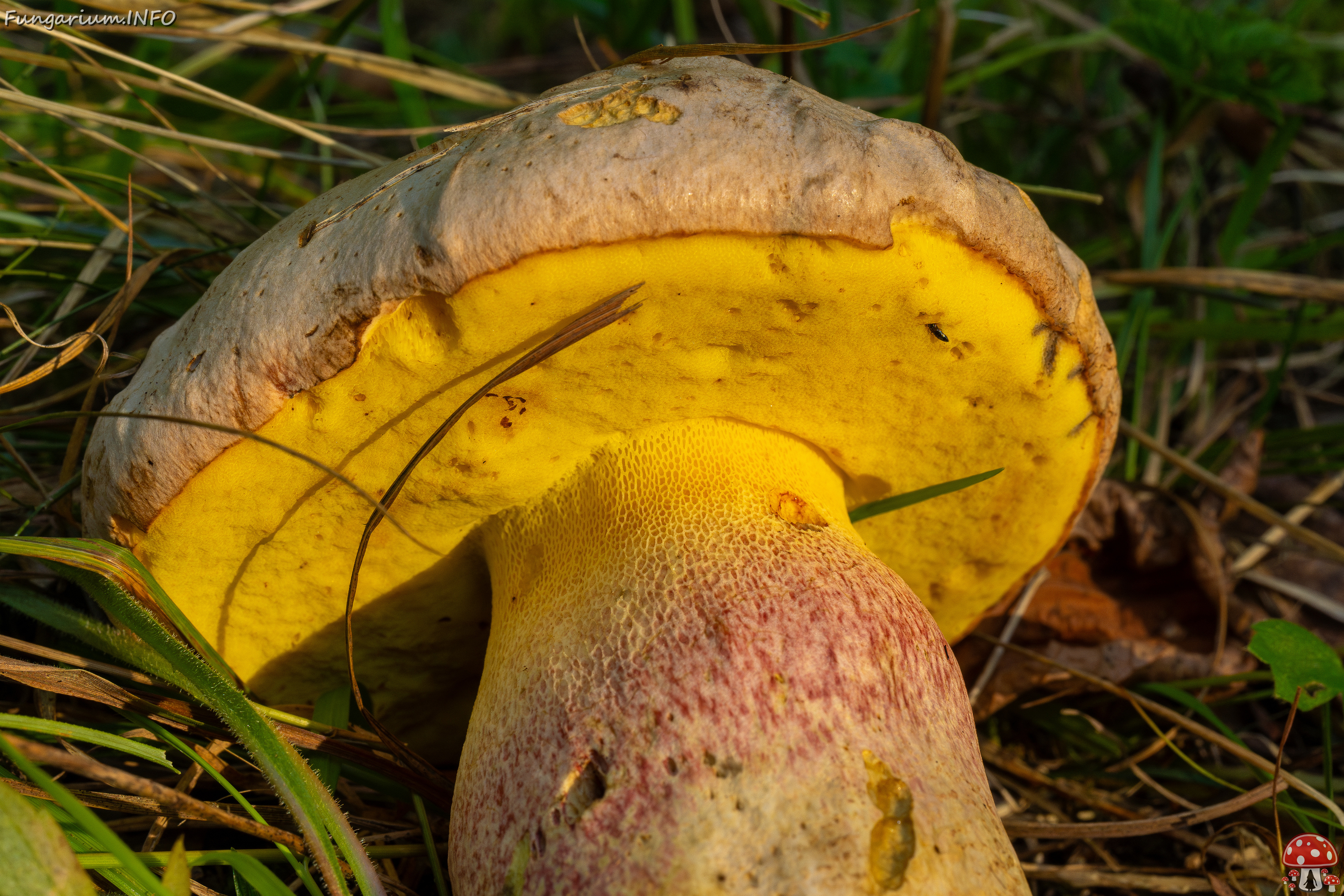 butyriboletus-fechtneri_1-9 