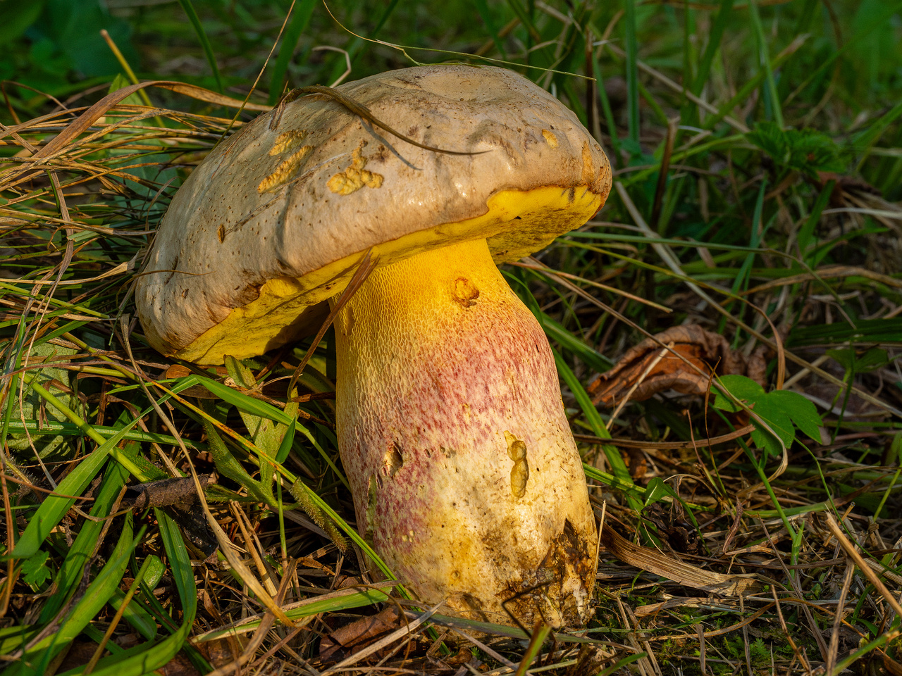 butyriboletus-fechtneri_1-1