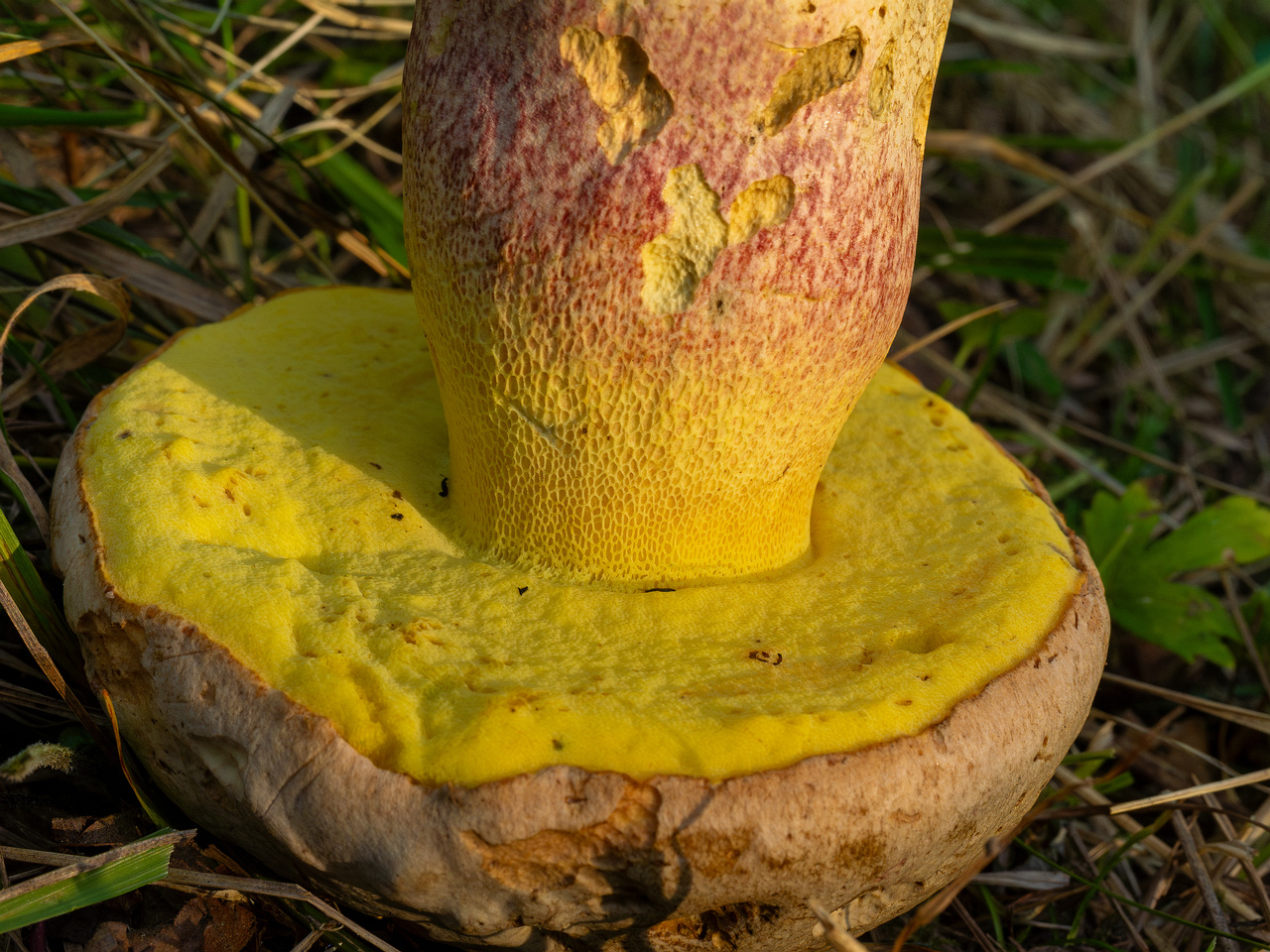 butyriboletus-fechtneri_1-10