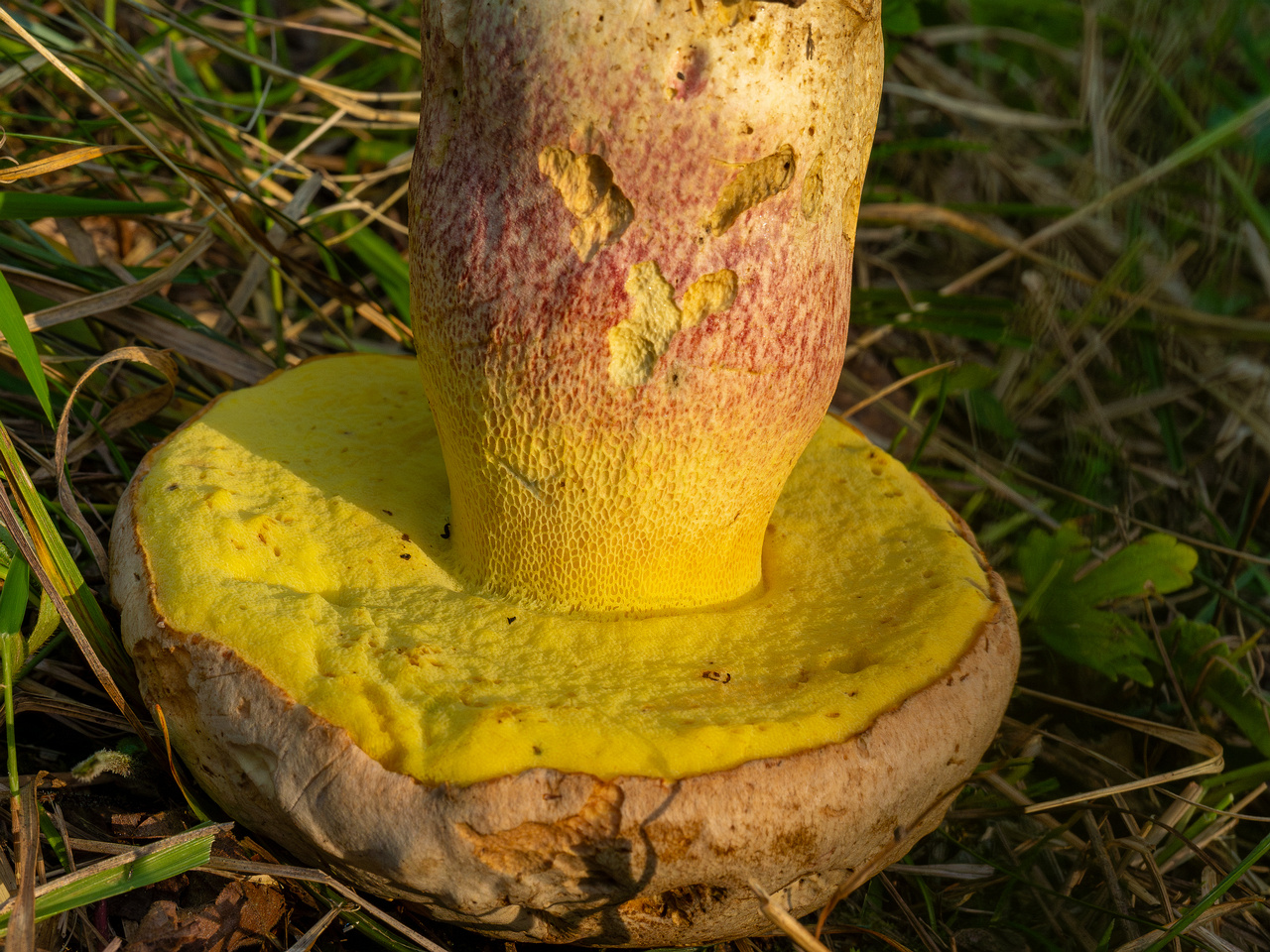 butyriboletus-fechtneri_1-11